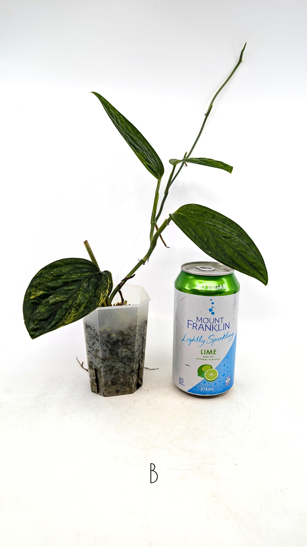 Rare indoor plant Monstera Peru Karstenianum Varigated at rare plant shop The Leaf Gallery in Perth, Western Australia