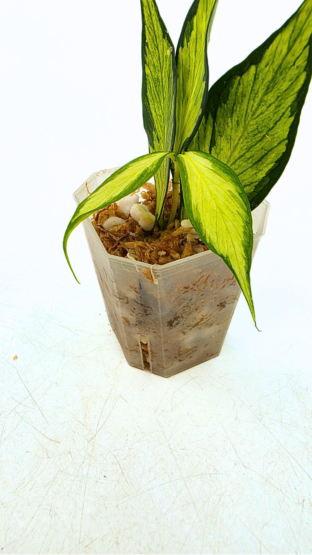 Rare waxplant Hoya Polyneura Albo Inner Varigated also known as Fishtail Hoya Varigated available for sale at rare indoor plant shop The Leaf Gallery in Perth, Western Australia