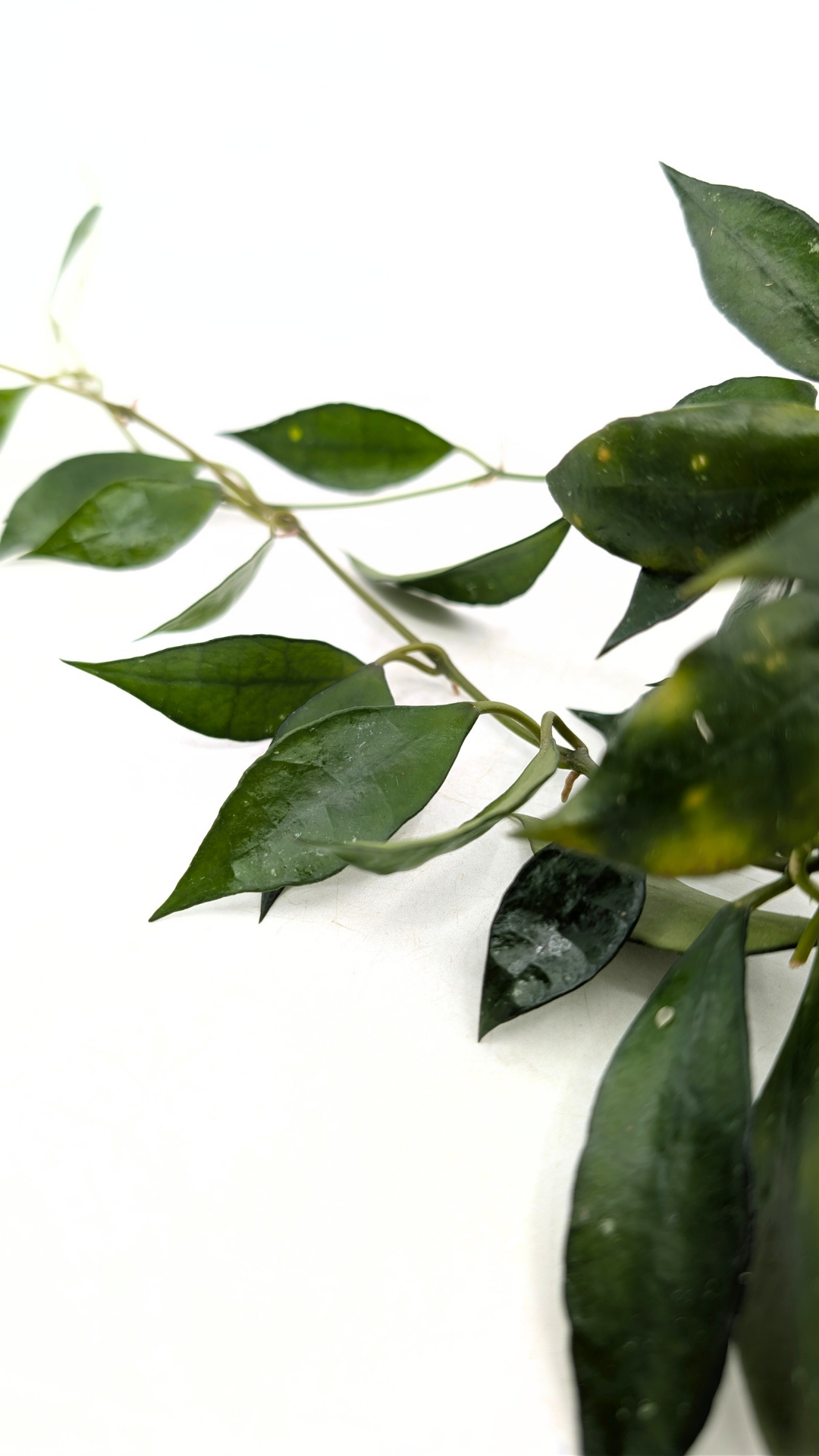 Rare waxplant Hoya Giant available for sale at rare plant shop The Leaf Gallery in Perth, Western Australia