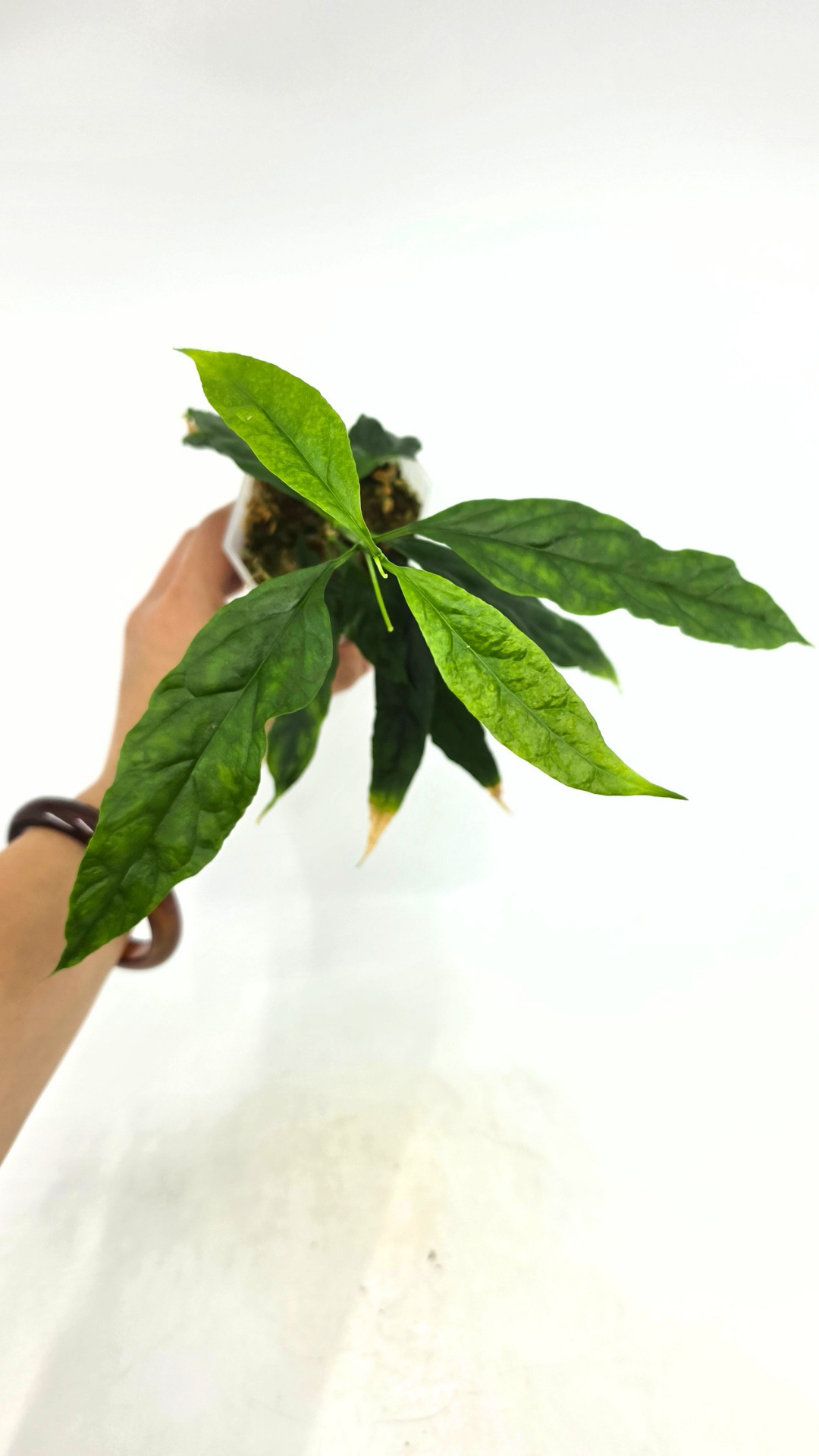 Rare waxplant Hoya Decipulae available for sale at rare indoor plant shop The Leaf Gallery in Perth, Western Australia