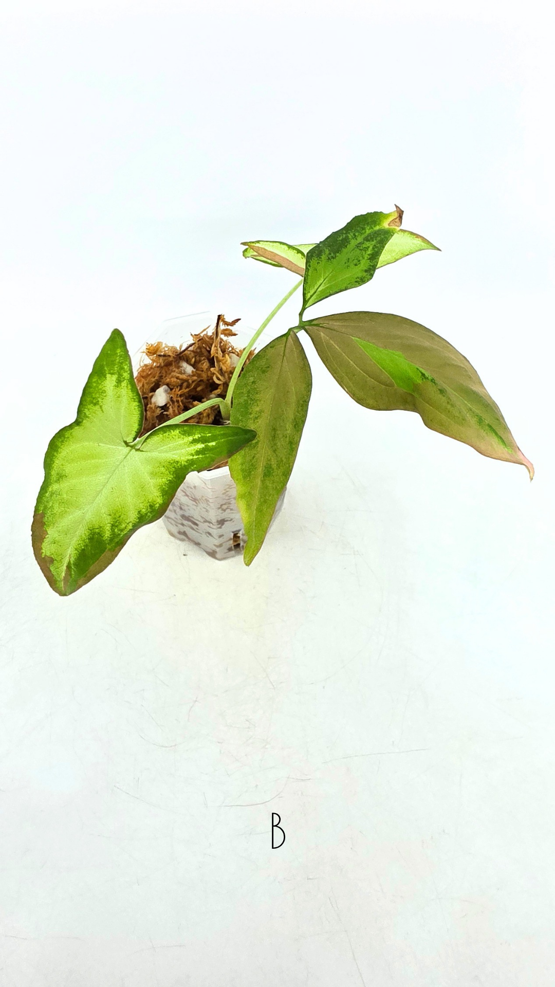 Rare plant Syngonium Redspot Tricolour available from rare plant shop The Leaf Gallery in Perth, Western Australia
