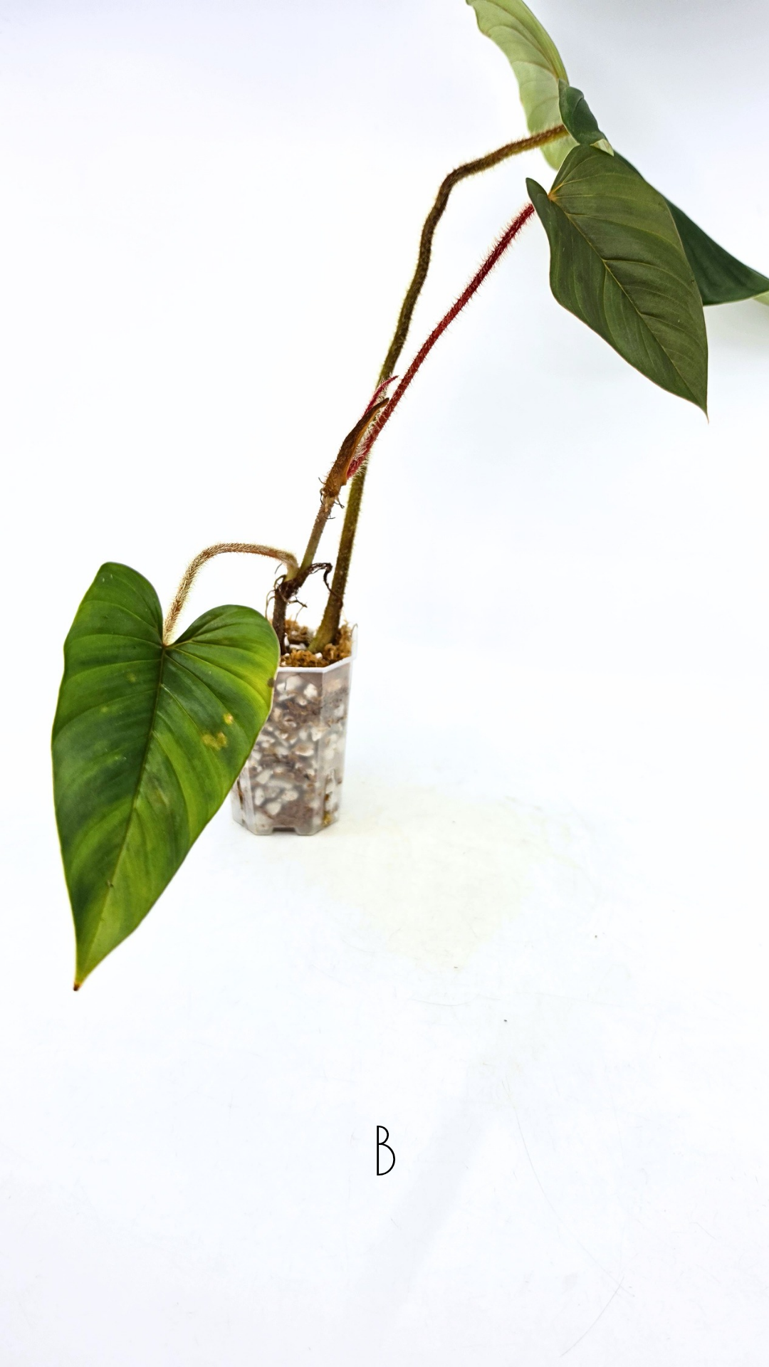 Rare indoor plant Philodendron Red Serpens available for sale at rare plant shop The Leaf Gallery in Perth, Western Australia