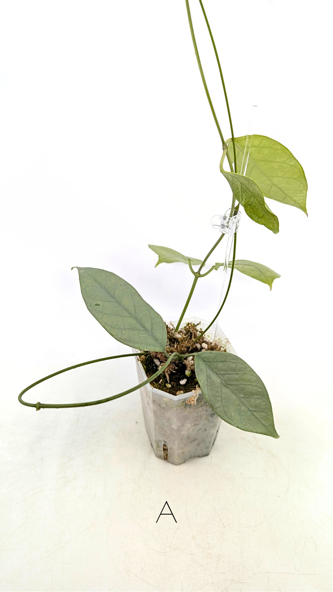 Rare waxplant Hoya Coriacea Silver available for sale at rare indoor plant shop The Leaf Gallery in Perth, Western Australia