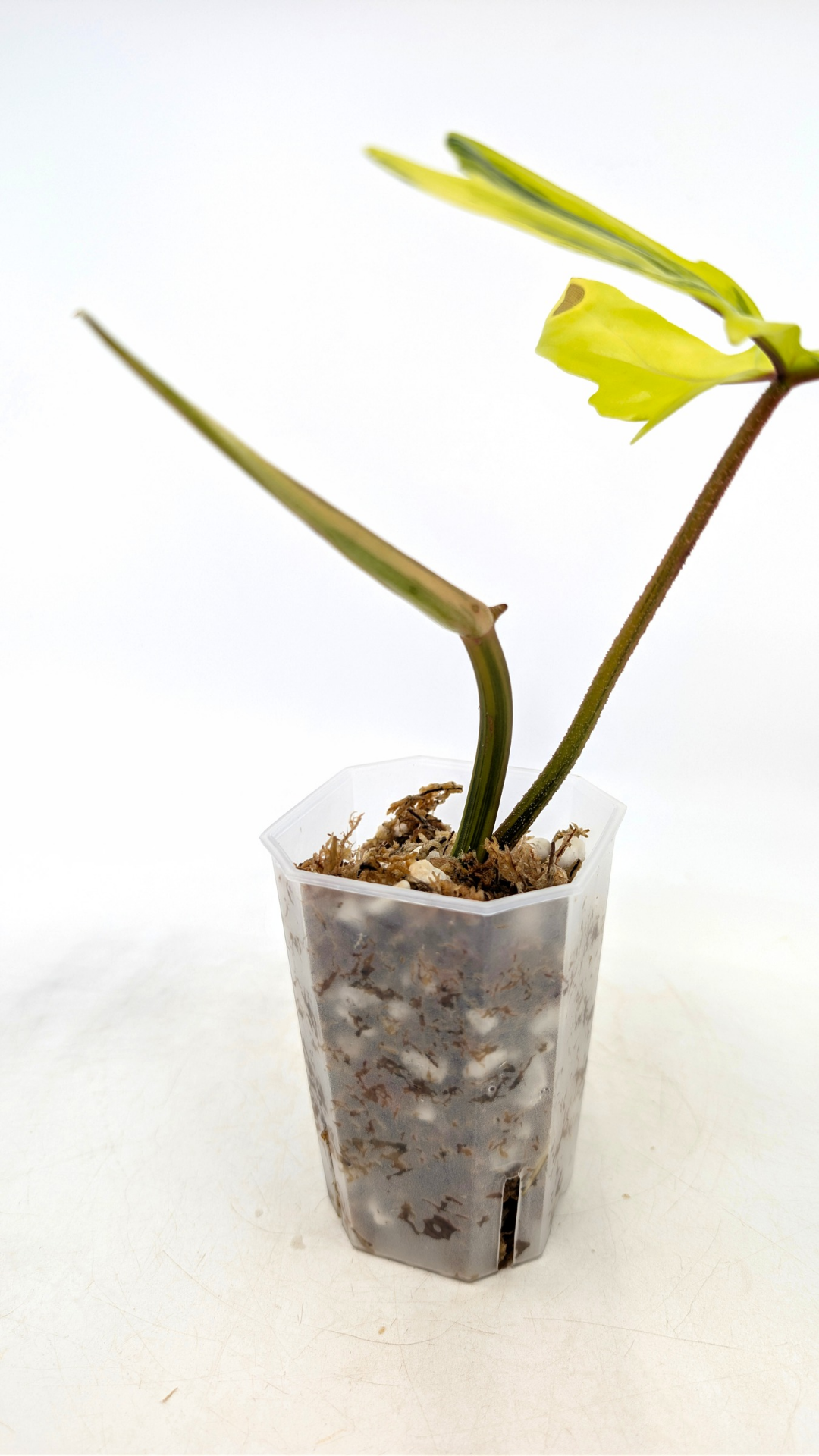 Rare indoor plant Philodendron Florida Beauty Varigated available at rare plant shop The Leaf Gallery in Perth, Western Australia