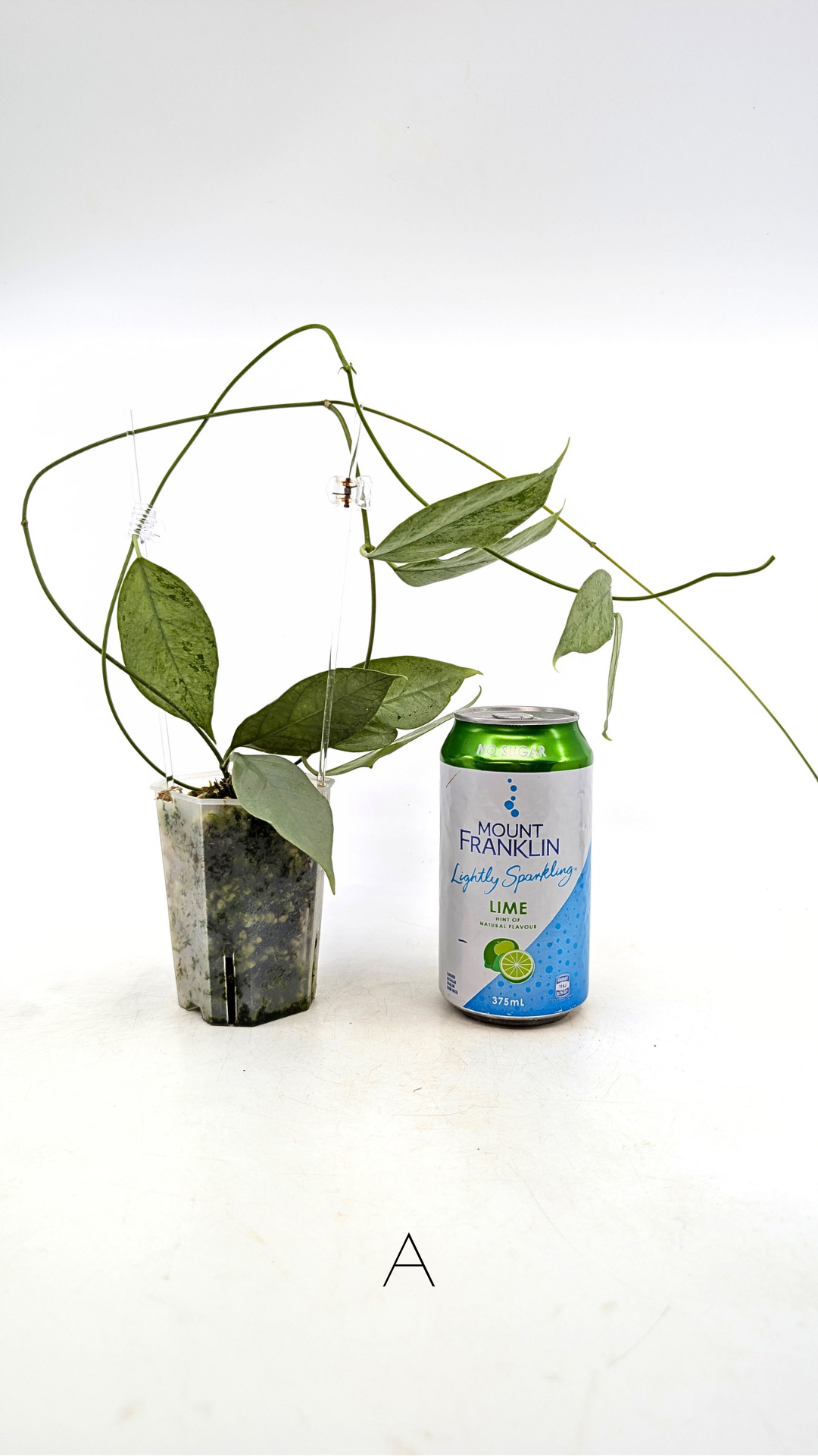 Rare waxplant Hoya Coriacea Silver available for sale at rare indoor plant shop The Leaf Gallery in Perth, Western Australia