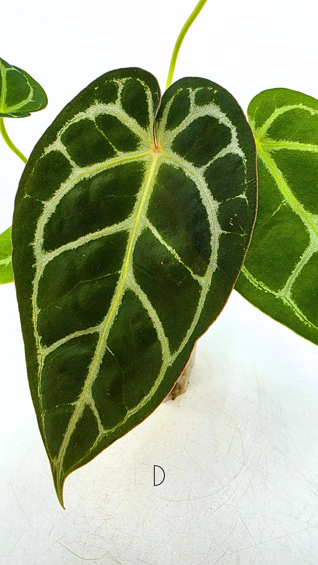 Rare anthurium hybrid Anthurium Dark Forgetii x Bessae Aff X Anthurium Michelle by The Leaf Gallery in Perth, Western Australia