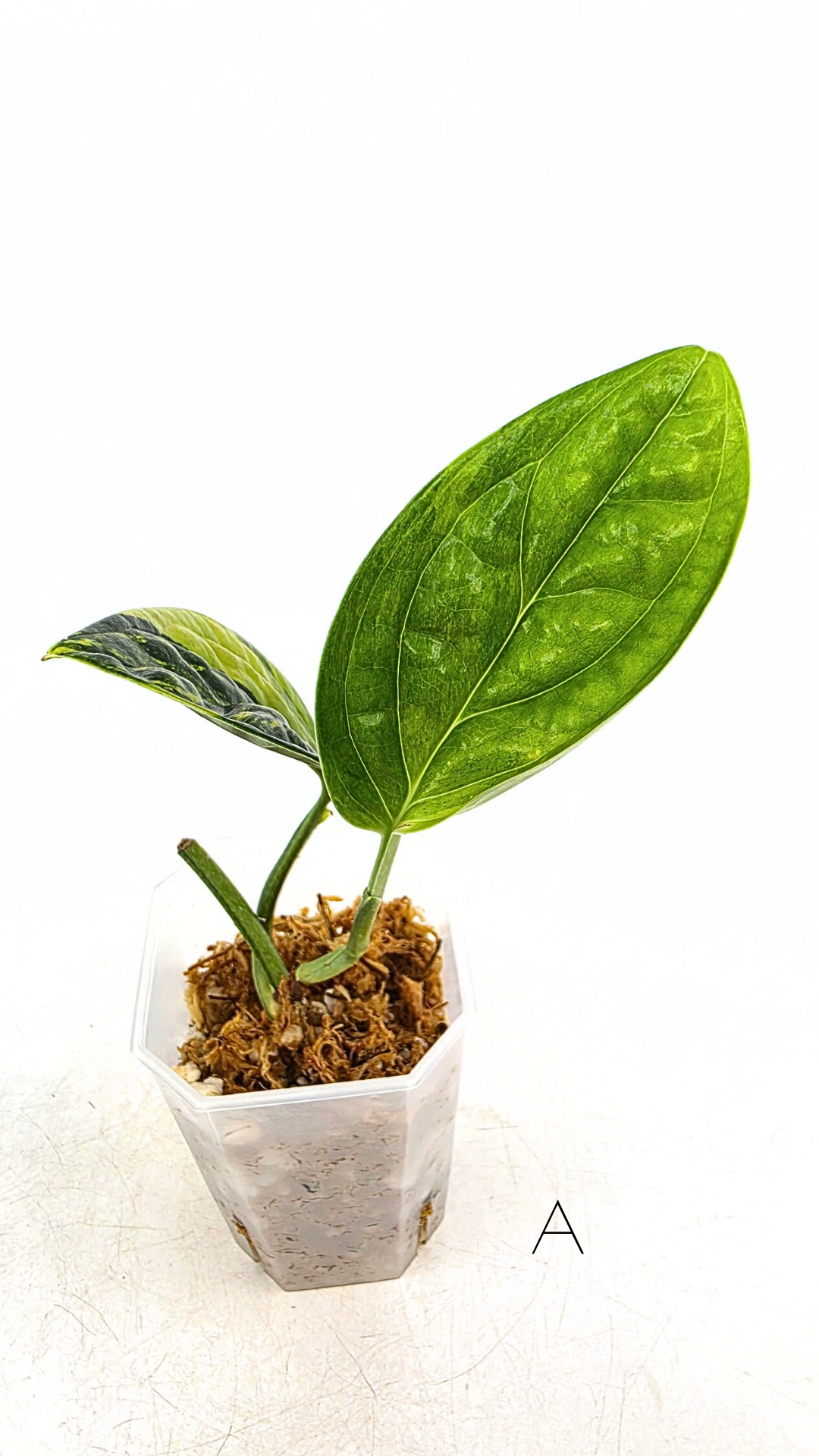 Rare indoor plant Monstera Peru Karstenianum Varigated at rare plant shop The Leaf Gallery in Perth, Western Australia