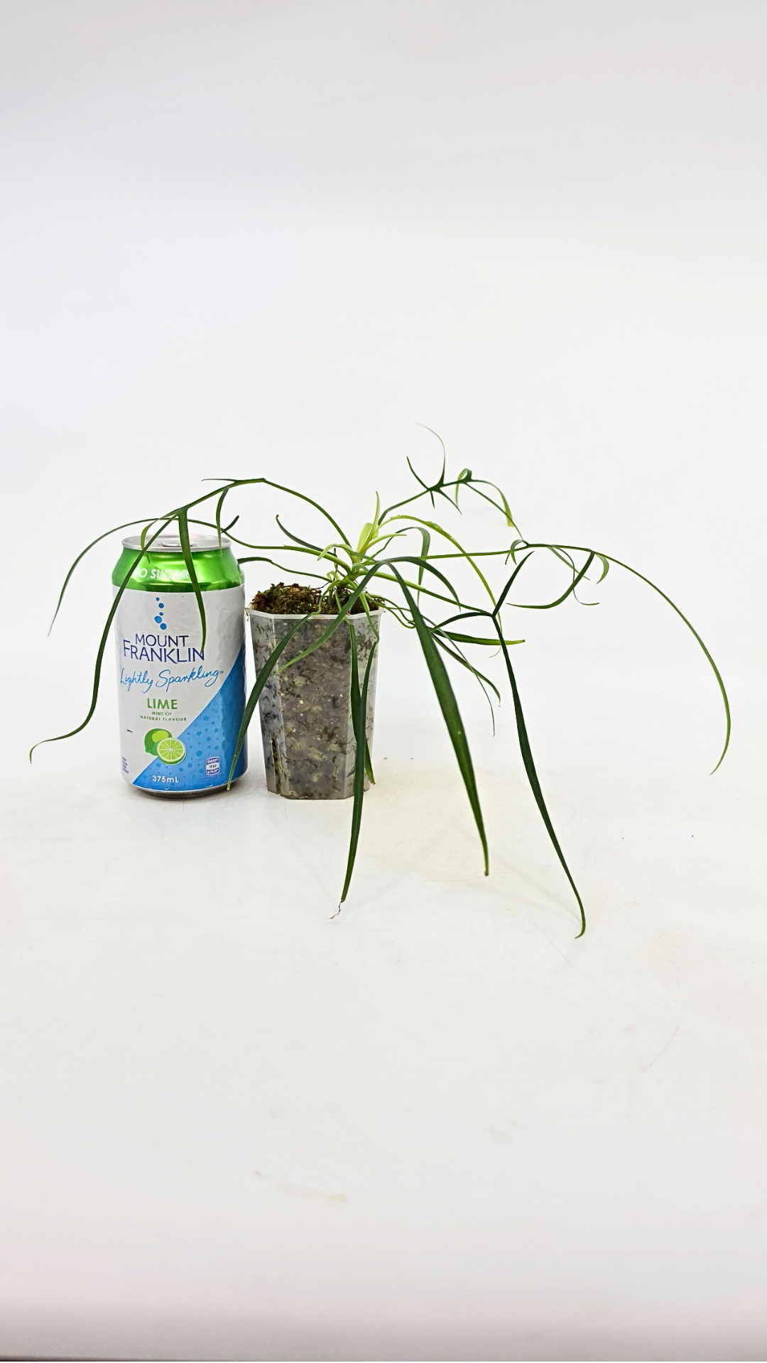 Single plants upload_20260311_115317_0002.png