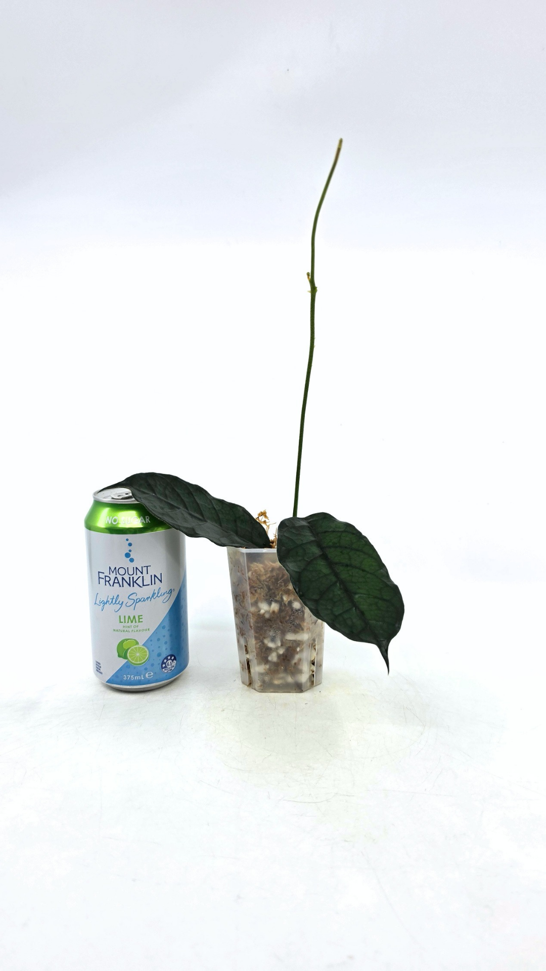 Rare waxplant Hoya Globulosa Cao Bang available for sale at rare plant shop The Leaf Gallery in Perth, Western Australia