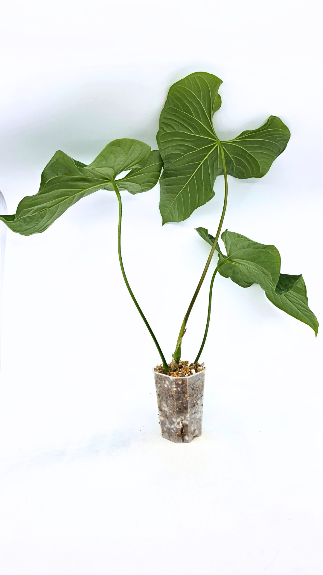 Uncommon indoor plant Anthurium Balaoanum available for sale at rare plant shop The Leaf Gallery in Perth, Western Australia