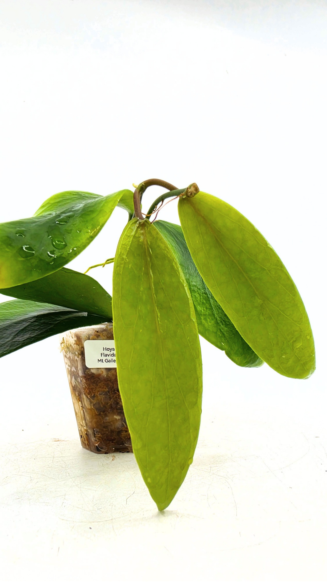 Uncommon waxplant Hoya Flavida Mt Gallego available for sale at rare plant shop The Leaf Gallery in Perth, Western Australia
