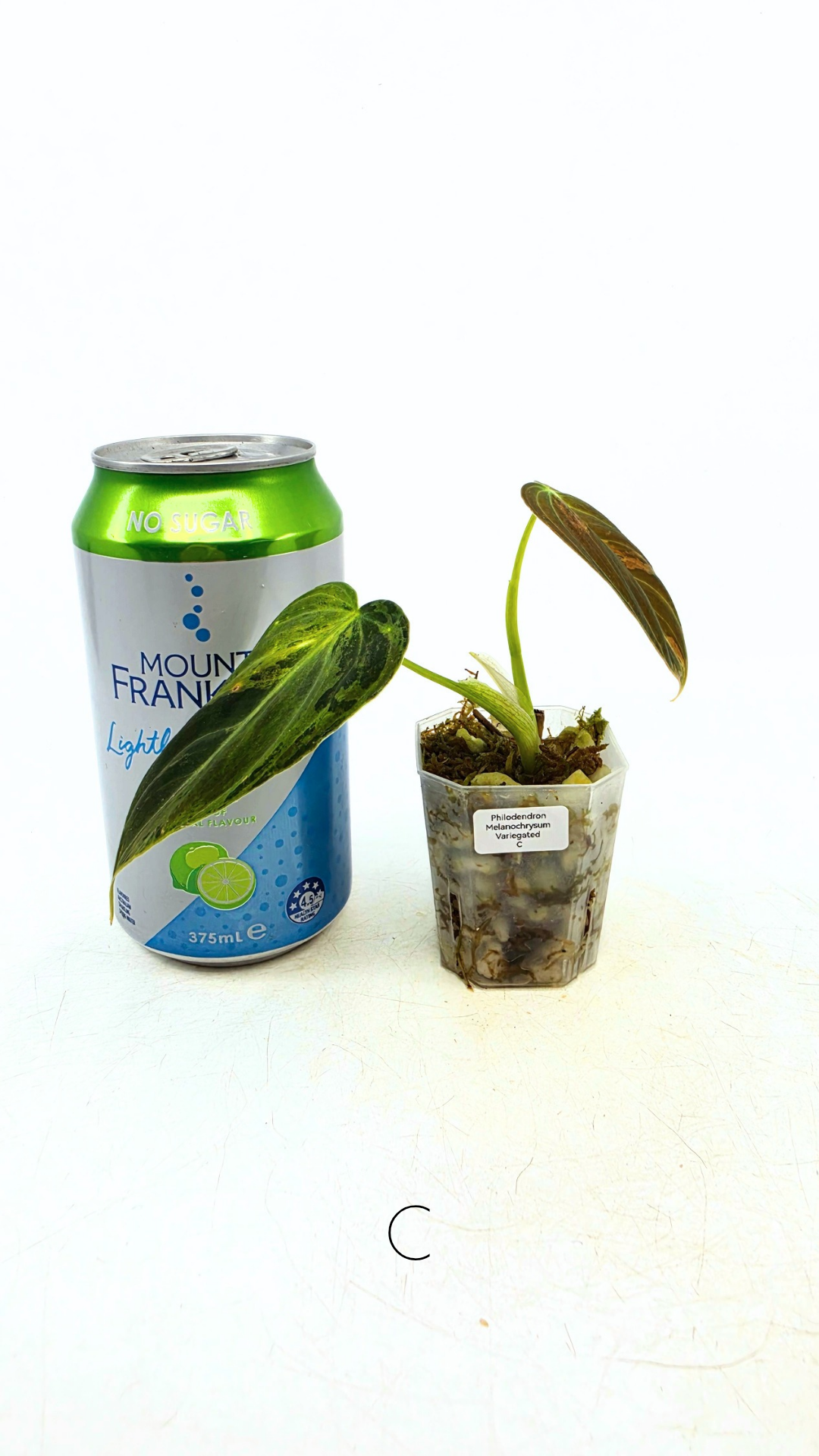 Rare plant Philodendron Melanochrysum Varigated available for sale at rare plant shop The Leaf Gallery in Perth, Western Australia
