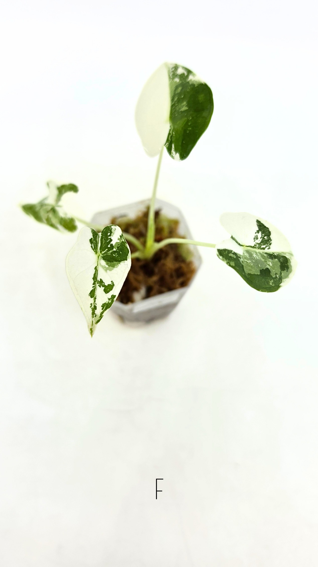 Rare Wax Plant Hoya Clemensiorum available for sale at rare house plant shop The Leaf Gallery in Perth, Western Australia