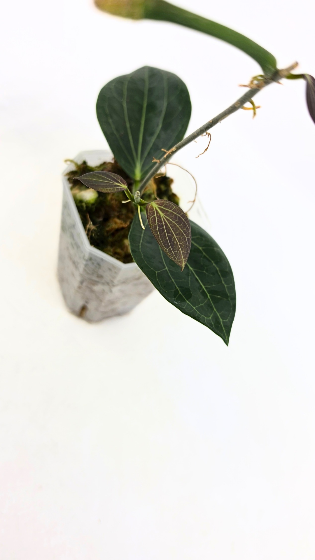 Rare waxplant Hoya Hellwigiana IML1101 available for sale at rare plant shop The Leaf Gallery in Perth, Western Australia