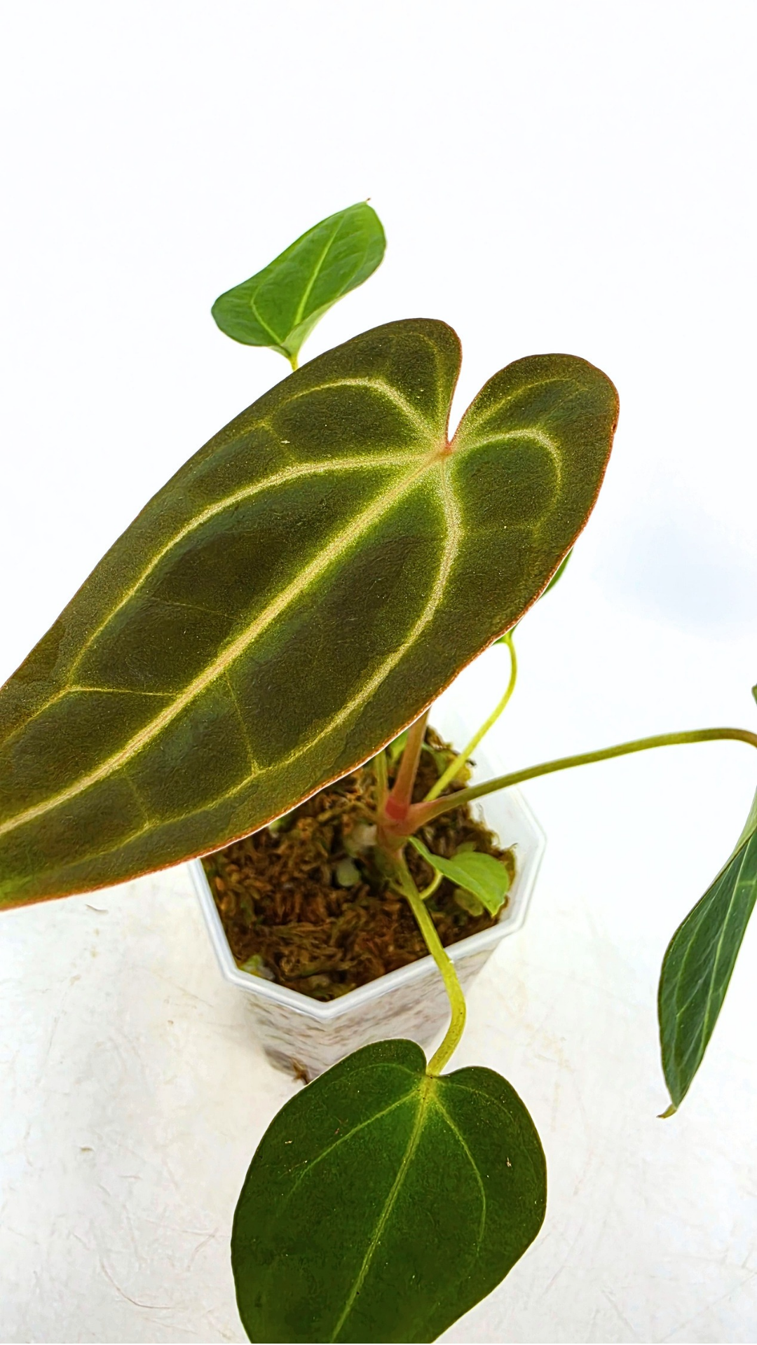Rare anthurium hybrid Dark Forgetii x Bessae Aff available from rare plant shop The Leaf Gallery in Perth, Western Australia