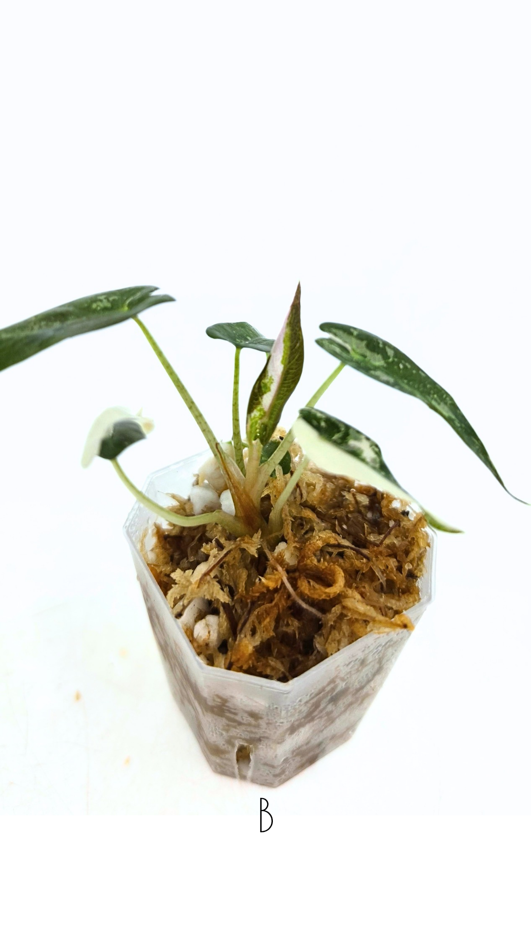 Rare indoor plant Alocasia Amazonica Bambino Pink TC plantlets available for sale at rare houseplant shop The Leaf Gallery in Perth, Western Australia