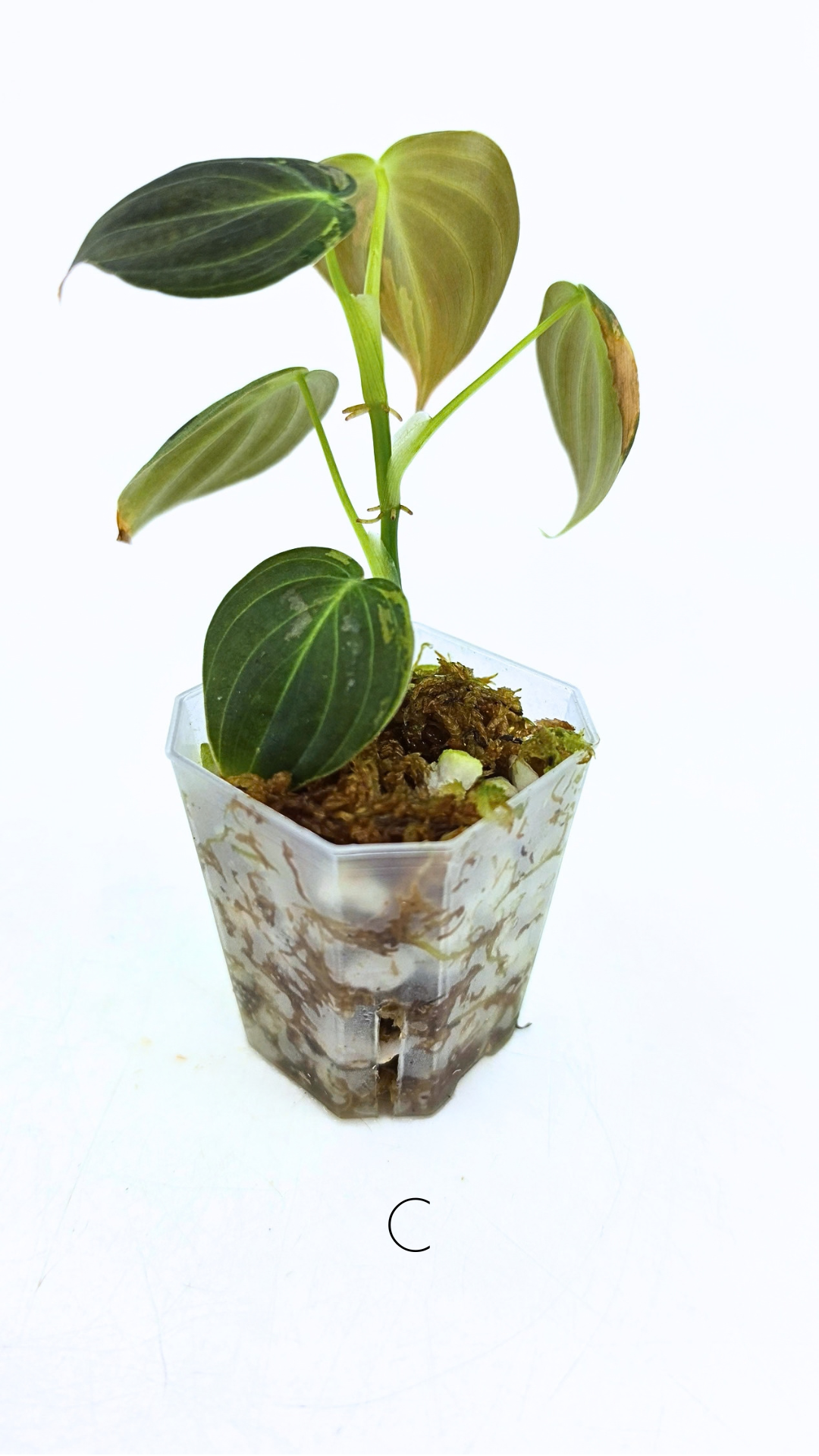 Rare plant Philodendron Melanochrysum Varigated available for sale at rare plant shop The Leaf Gallery in Perth, Western Australia