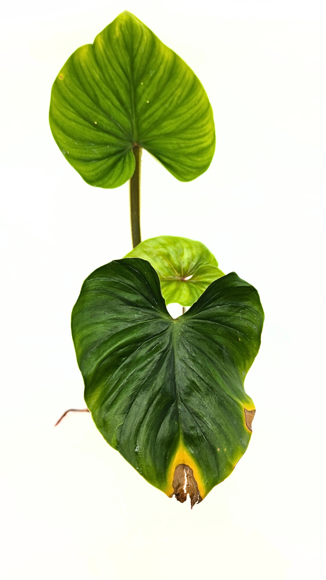 Uncommon indoor plant Philodendron Plowmanii available at rare plant shop The Leaf Gallery in Perth, Western Australia