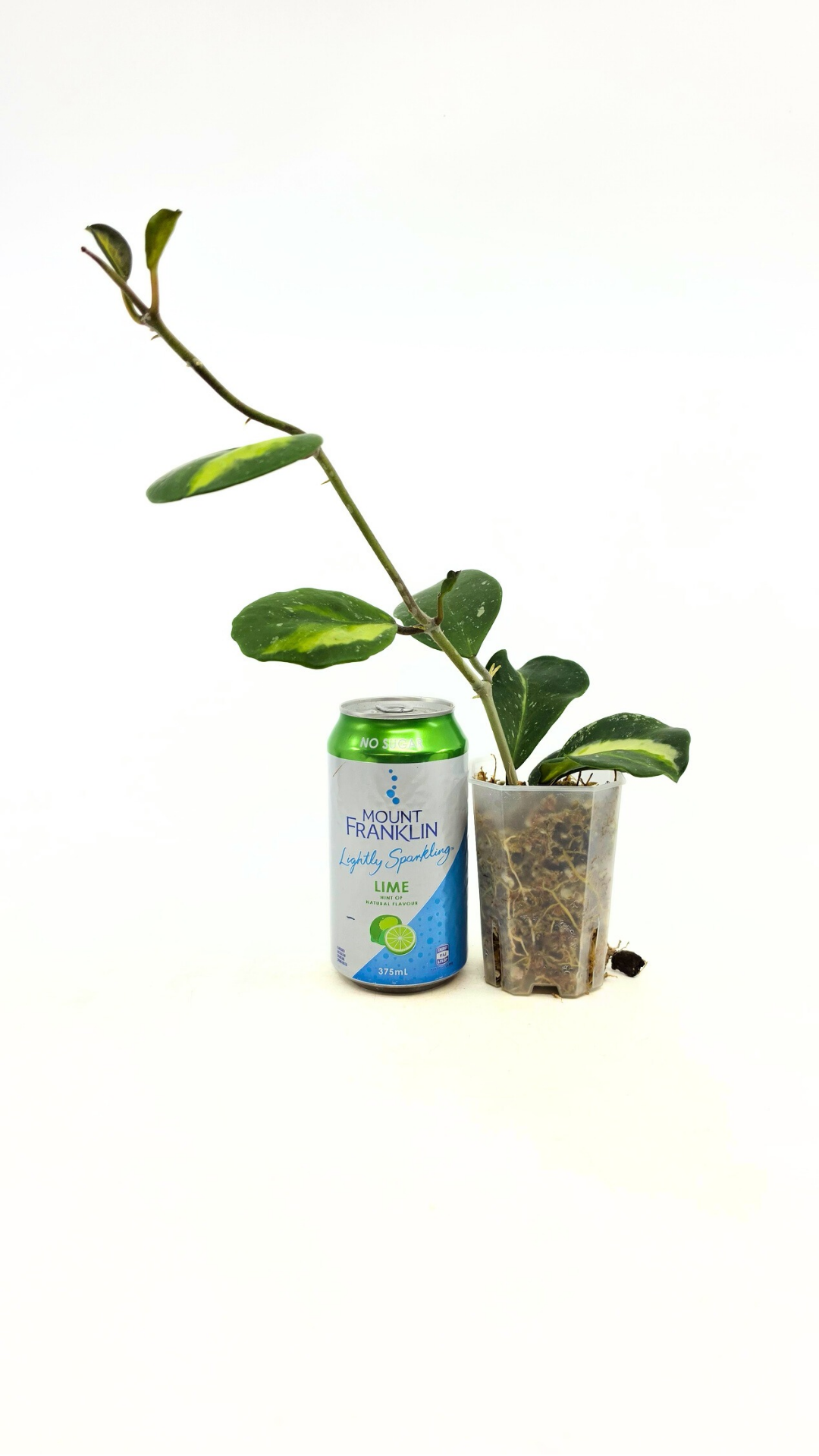 Rare waxplant Hoya Obavata Splash Variegated available for sale at rare indoor plant shop The Leaf Gallery in Perth, Western Australia.