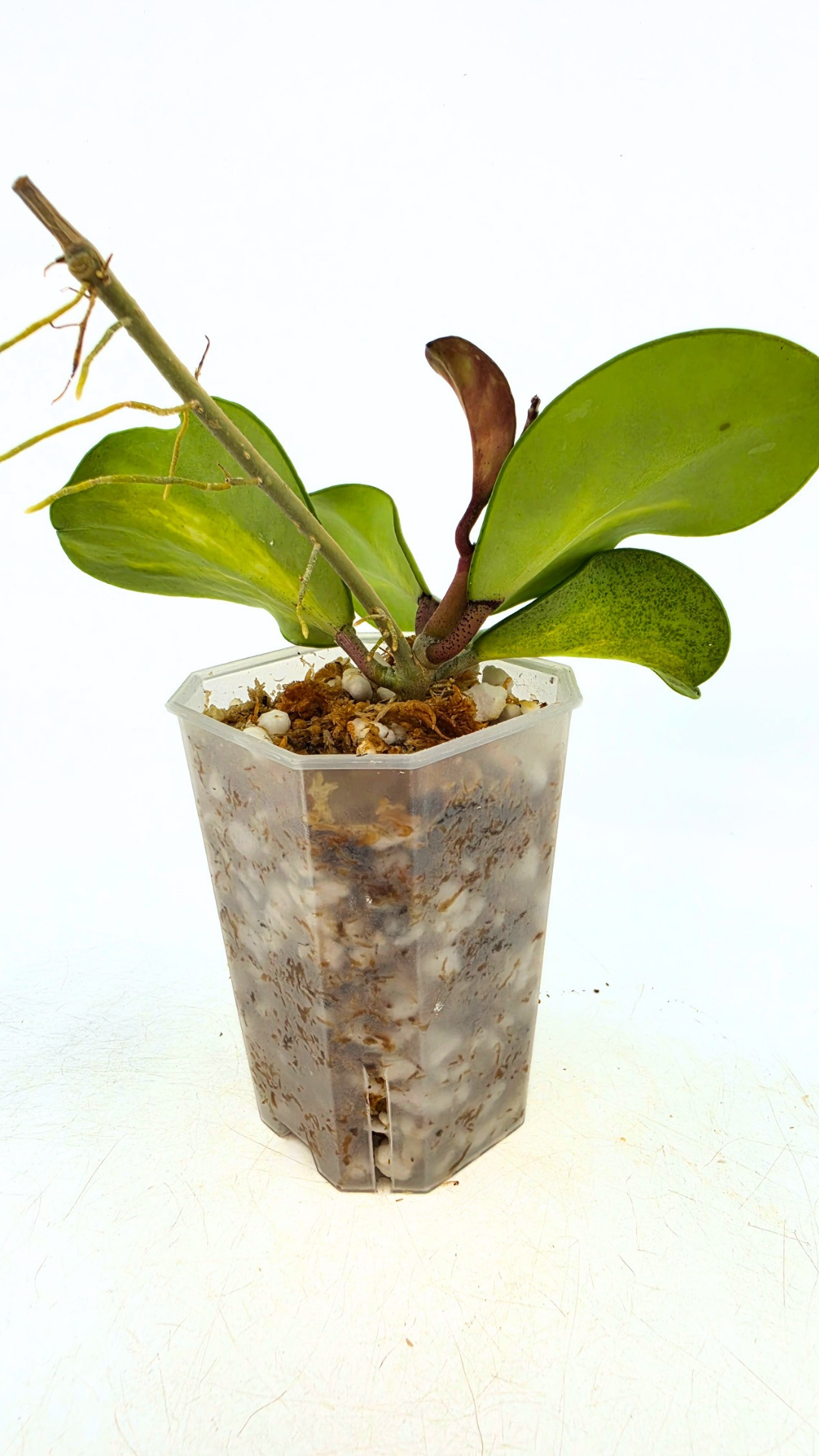 Rare waxplant Hoya Obavata Splash Variegated available for sale at rare indoor plant shop The Leaf Gallery in Perth, Western Australia.
