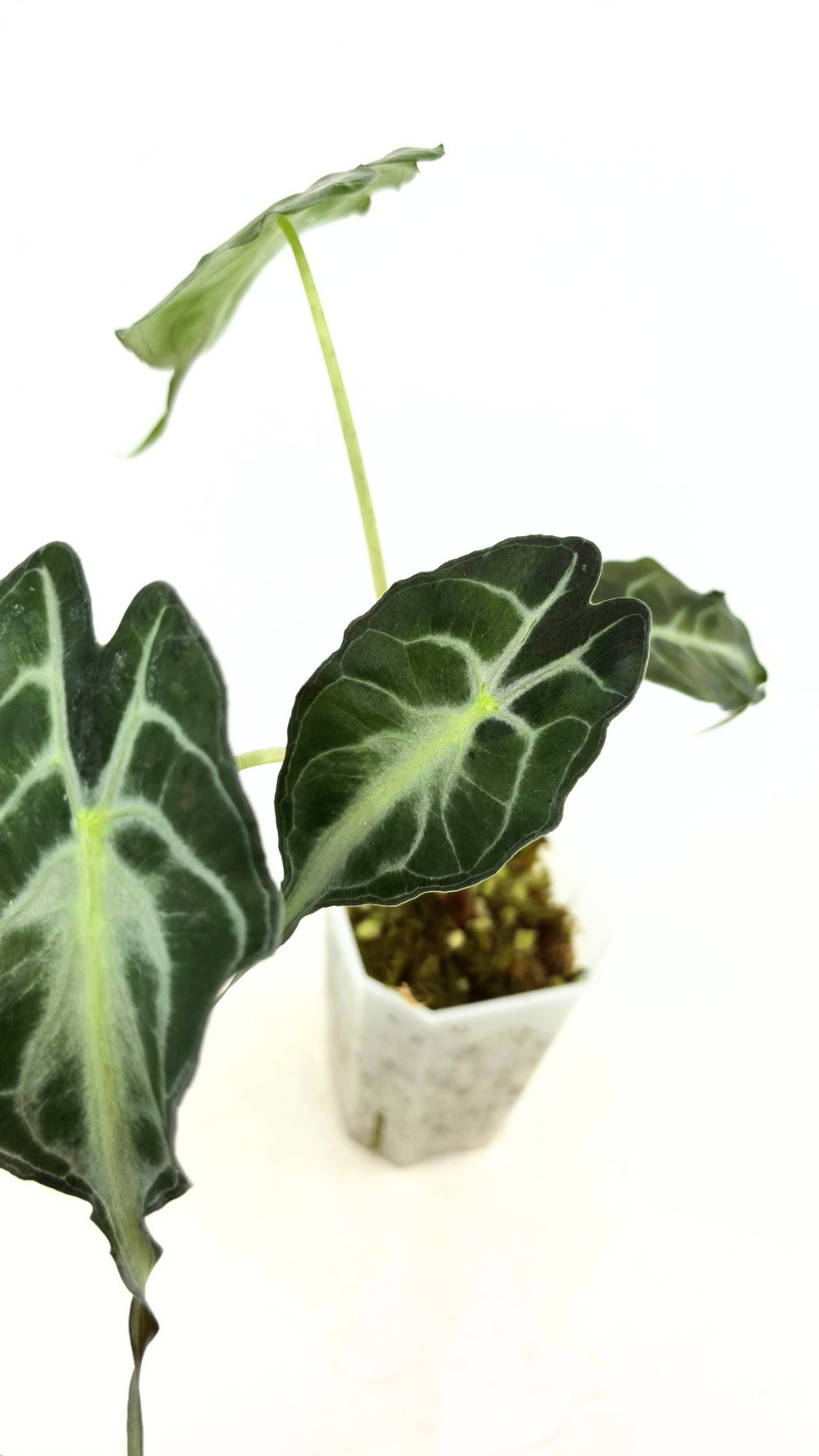 Rare indoor plant Alocasia Venom available for sale at rare house plant shop The Leaf Gallery in Perth, Western Australia.