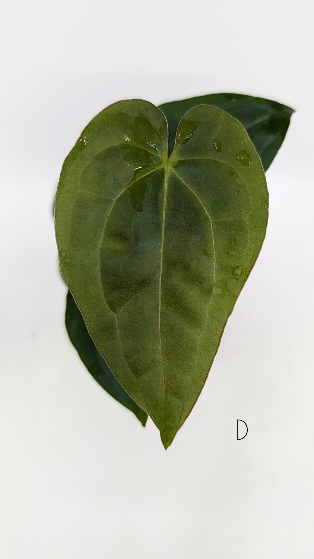 Leverans Sallsynt Vaxt Anthurium Crystallinum Luxurians main image 1