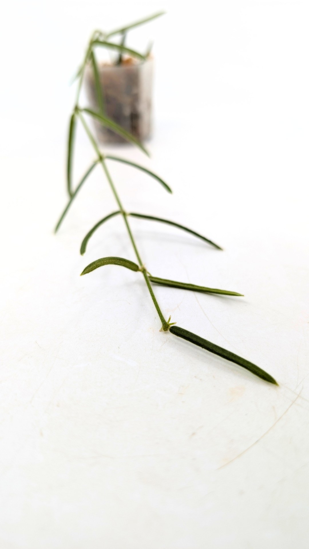 Rare waxplant Hoya Linearis available for sale at rare indoor plant shop The Leaf Gallery in Perth, Western Australia