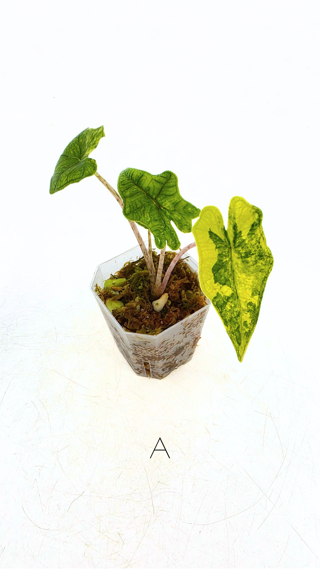 Rare indoor plant Alocasia Jacklyn Variegated available for sale at rare house plant shop The Leaf Gallery in Perth, Western Australia.