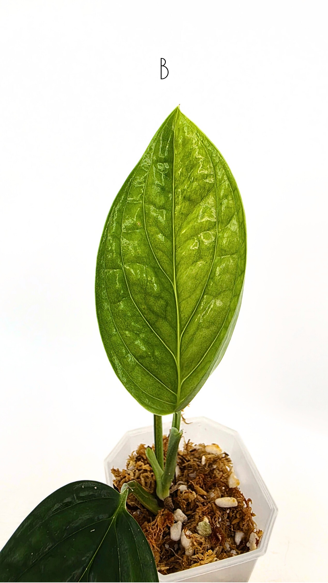 Rare indoor plant Monstera Peru Karstenianum Varigated at rare plant shop The Leaf Gallery in Perth, Western Australia