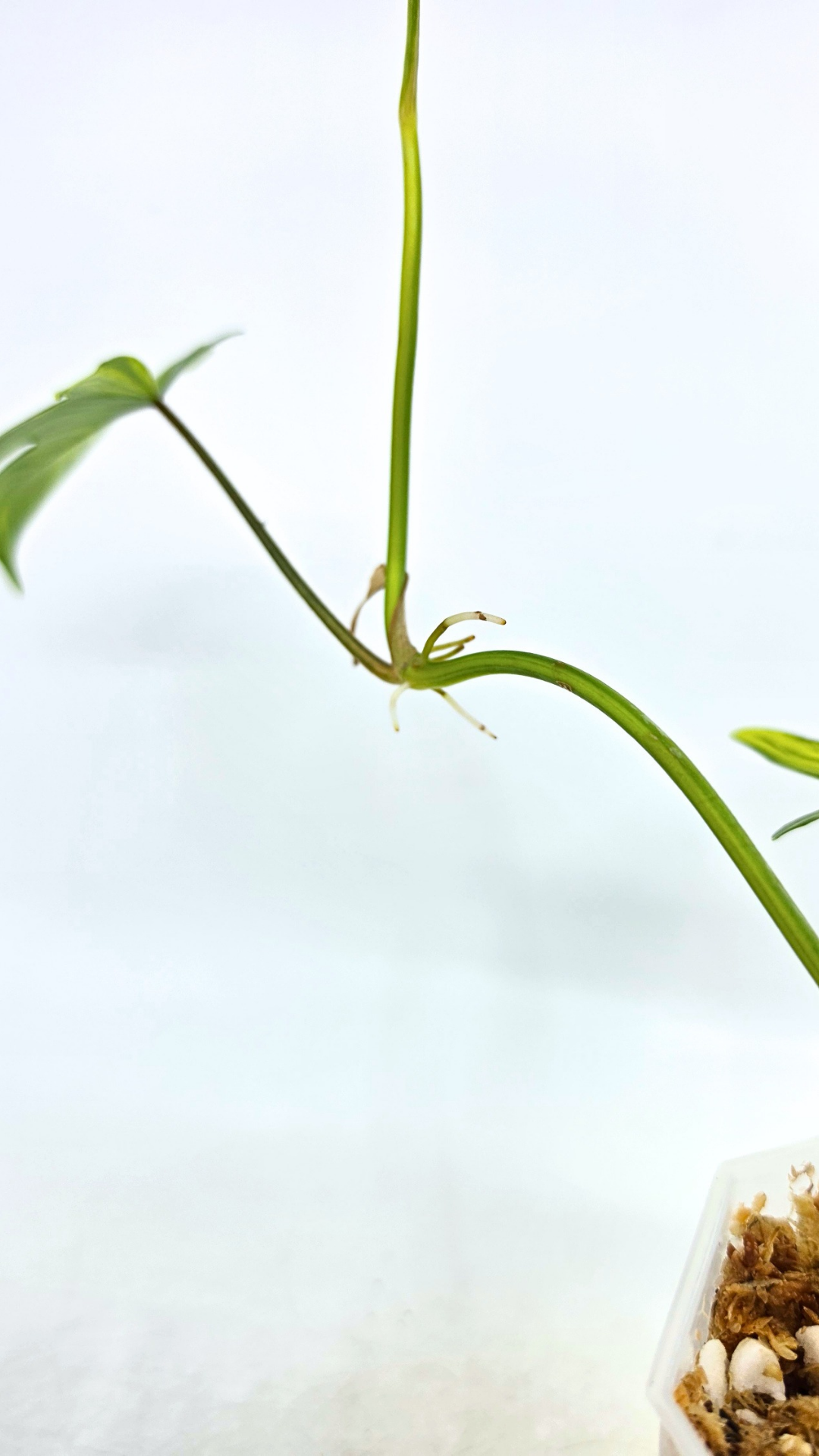 Rare indoor plant Philodendron Florida Beauty Varigated available at rare plant shop The Leaf Gallery in Perth, Western Australia