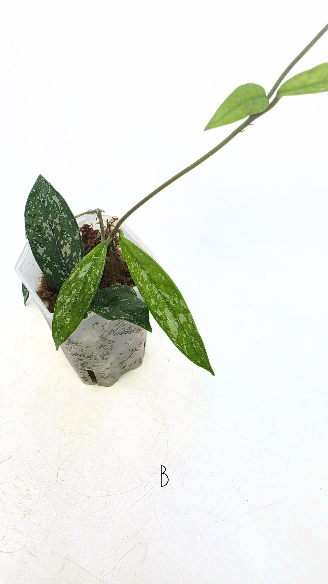 Rare indoor plant hoya wilbur graves propagated by and available for sale at rare plant shop The Leaf Gallery in Perth.