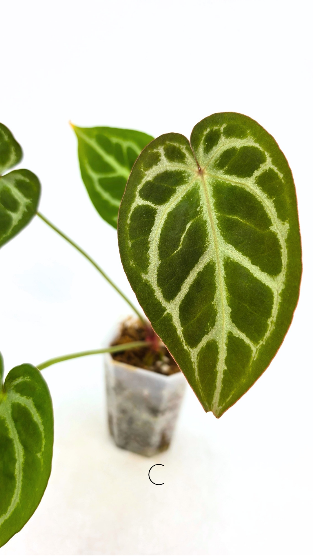 Rare anthurium hybrid Anthurium red dorayaki mutation with Anthurium Michelle by The Leaf Gallery in Perth, Western Australia