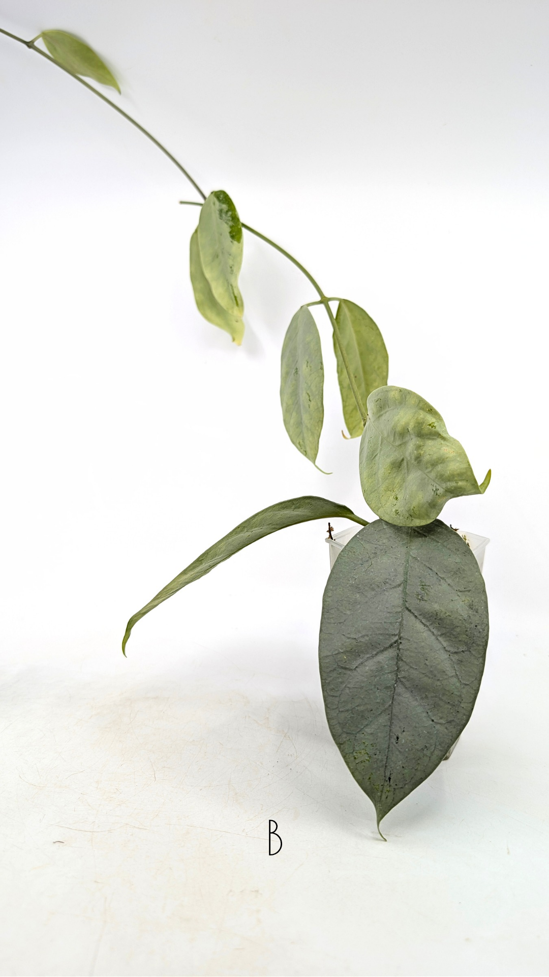 Rare waxplant Hoya Coriacea Silver available for sale at rare indoor plant shop The Leaf Gallery in Perth, Western Australia
