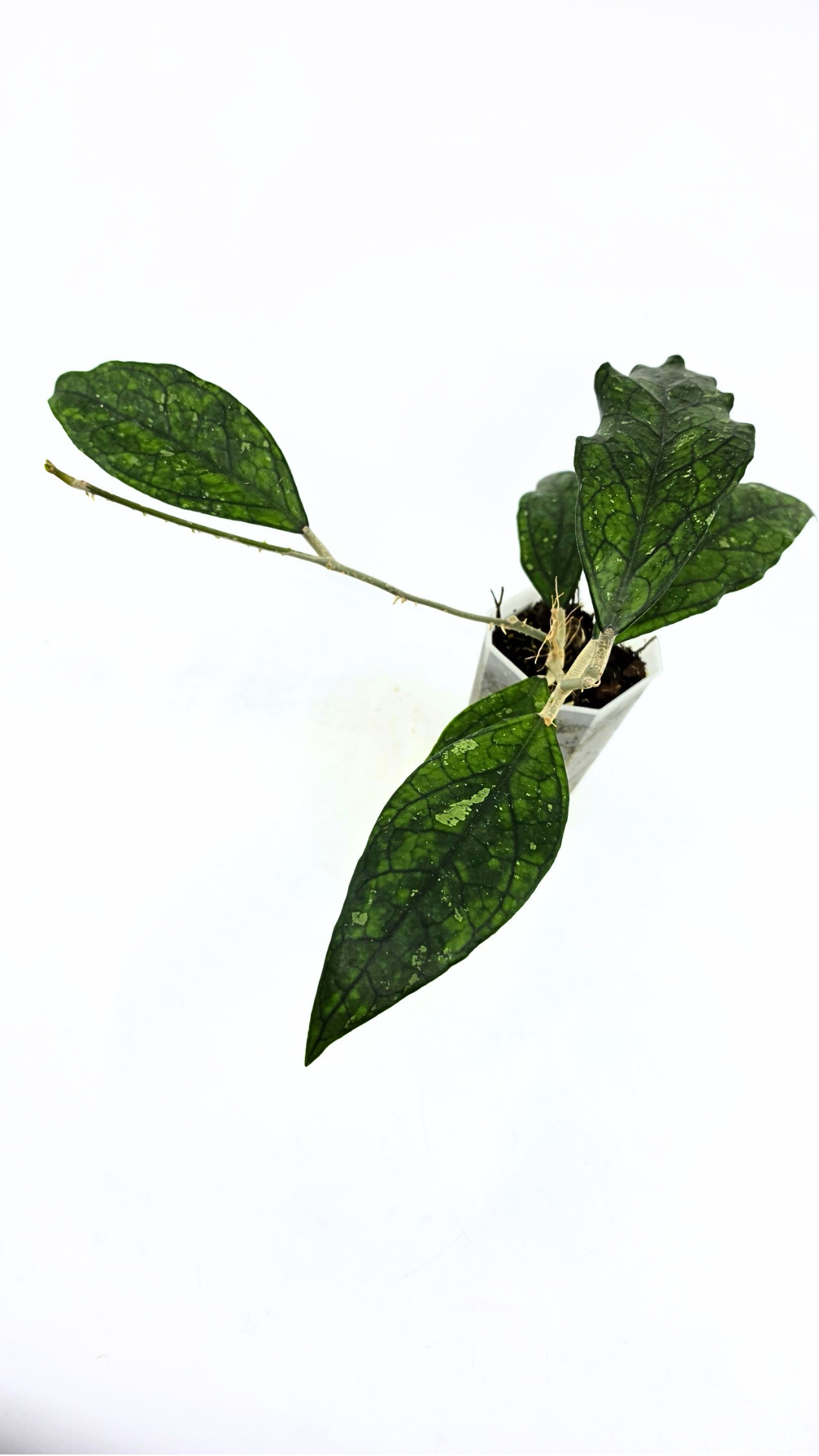Rare waxplant Hoya Decipulae available for sale at rare indoor plant shop The Leaf Gallery in Perth, Western Australia
