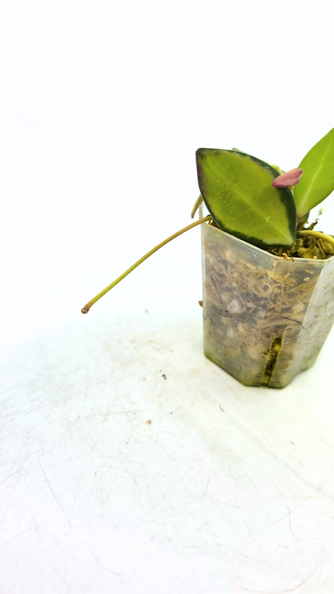 Rare waxplant Hoya DS-70 variegated also known as Hoya Aff Burtoniae Variegated availalbe for sale at rare indoor plant shop The Leaf Gallery in Perth, Western Australia