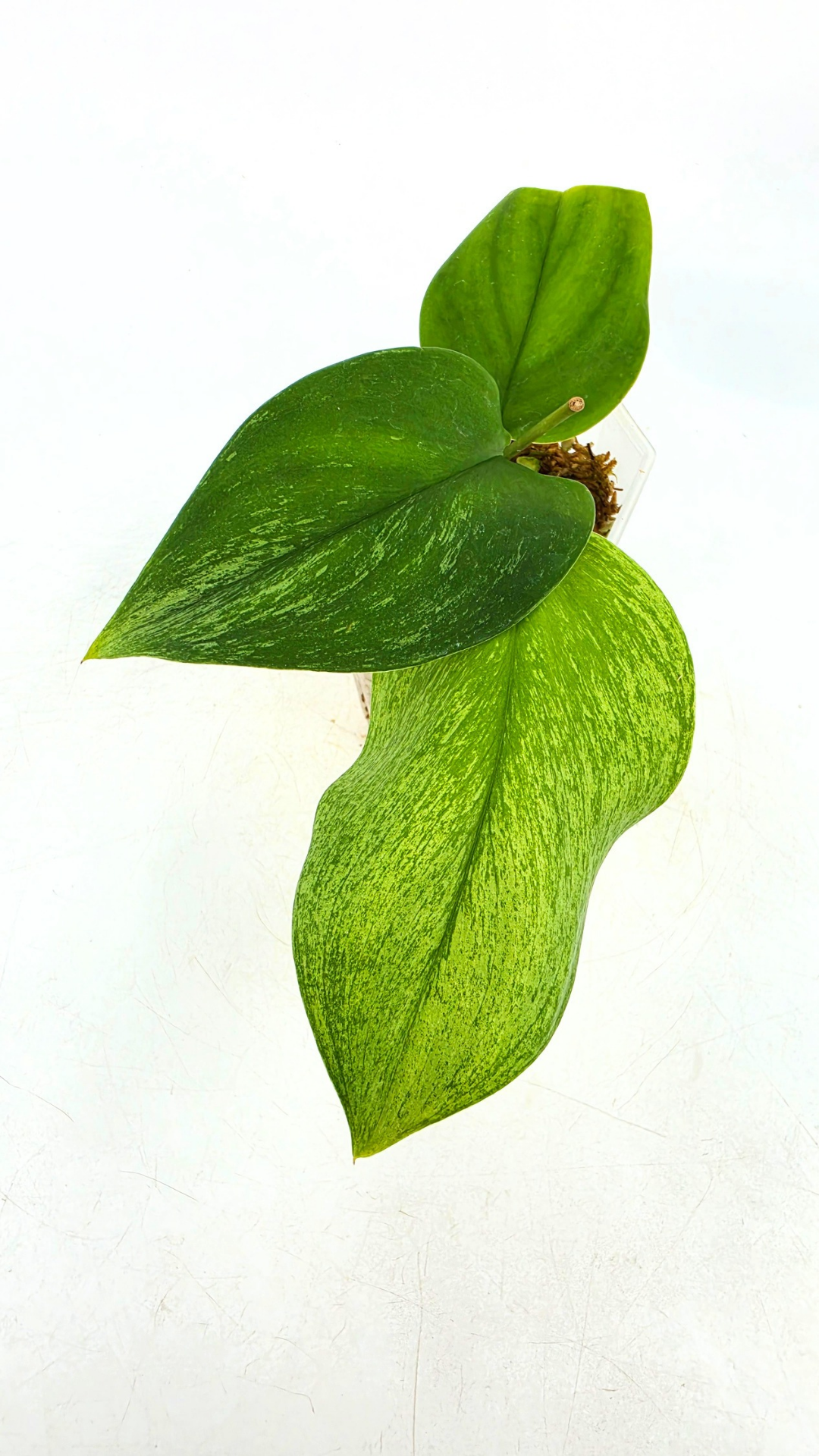 Rare indoor plant Scindapsus Treubii Moonlight Mint Varigated available at The Leaf Gallery in Perth, Western Australia