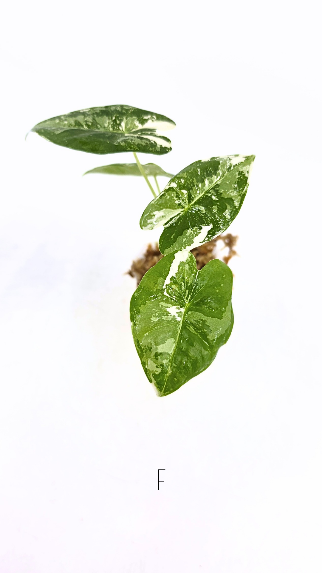 Rare indoor plant Alocasia Frydek Variegated available for sale at rare house plant shop The Leaf Gallery in Perth, Western Australia