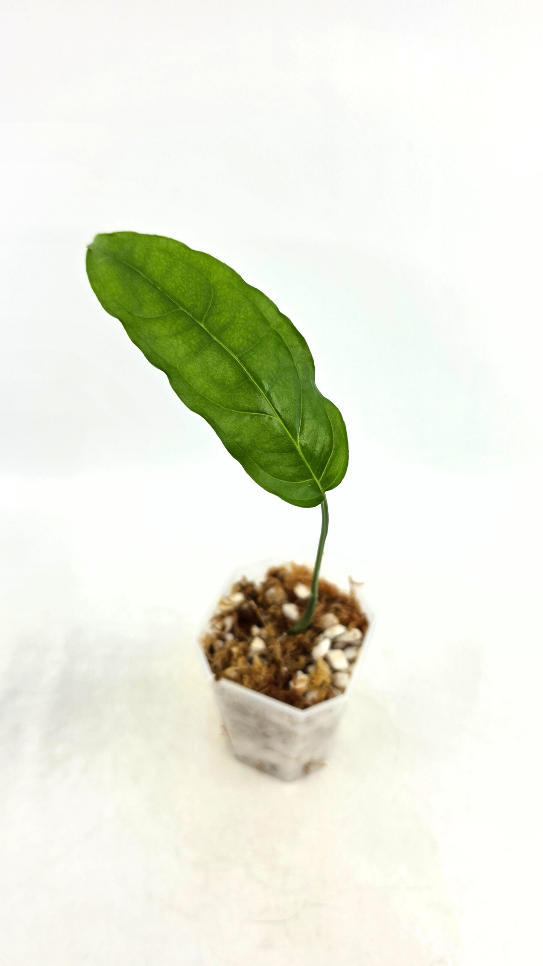 Rare indoor plant Monstera Obliqua Amazonas available at rare plant shop The Leaf Gallery in Perth, Western Australia