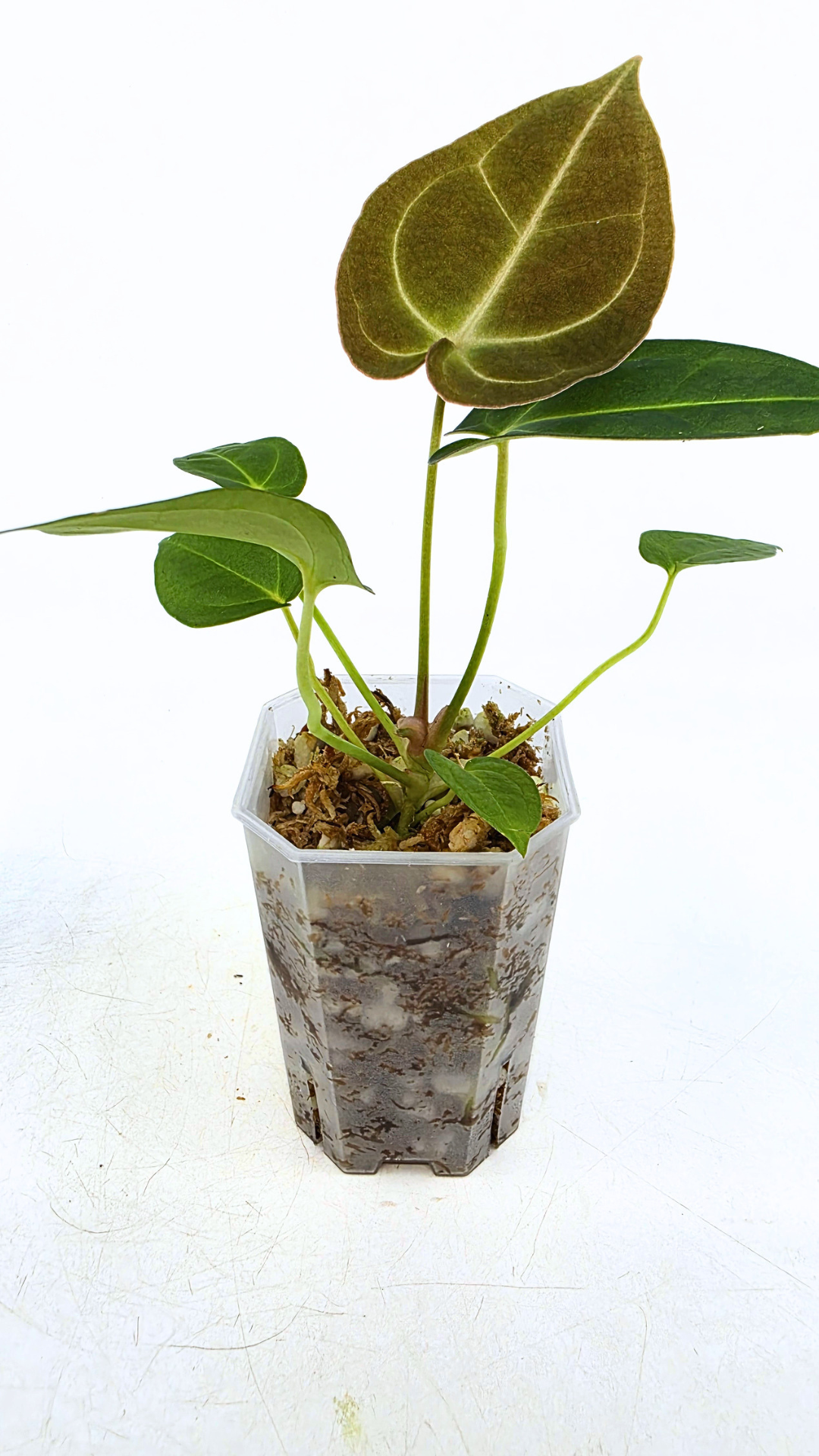 Rare anthurium hybrid Dark Forgetii X Bessae Aff available for sale at rare houseplant shop The Leaf Gallery in Perth, Western Australia