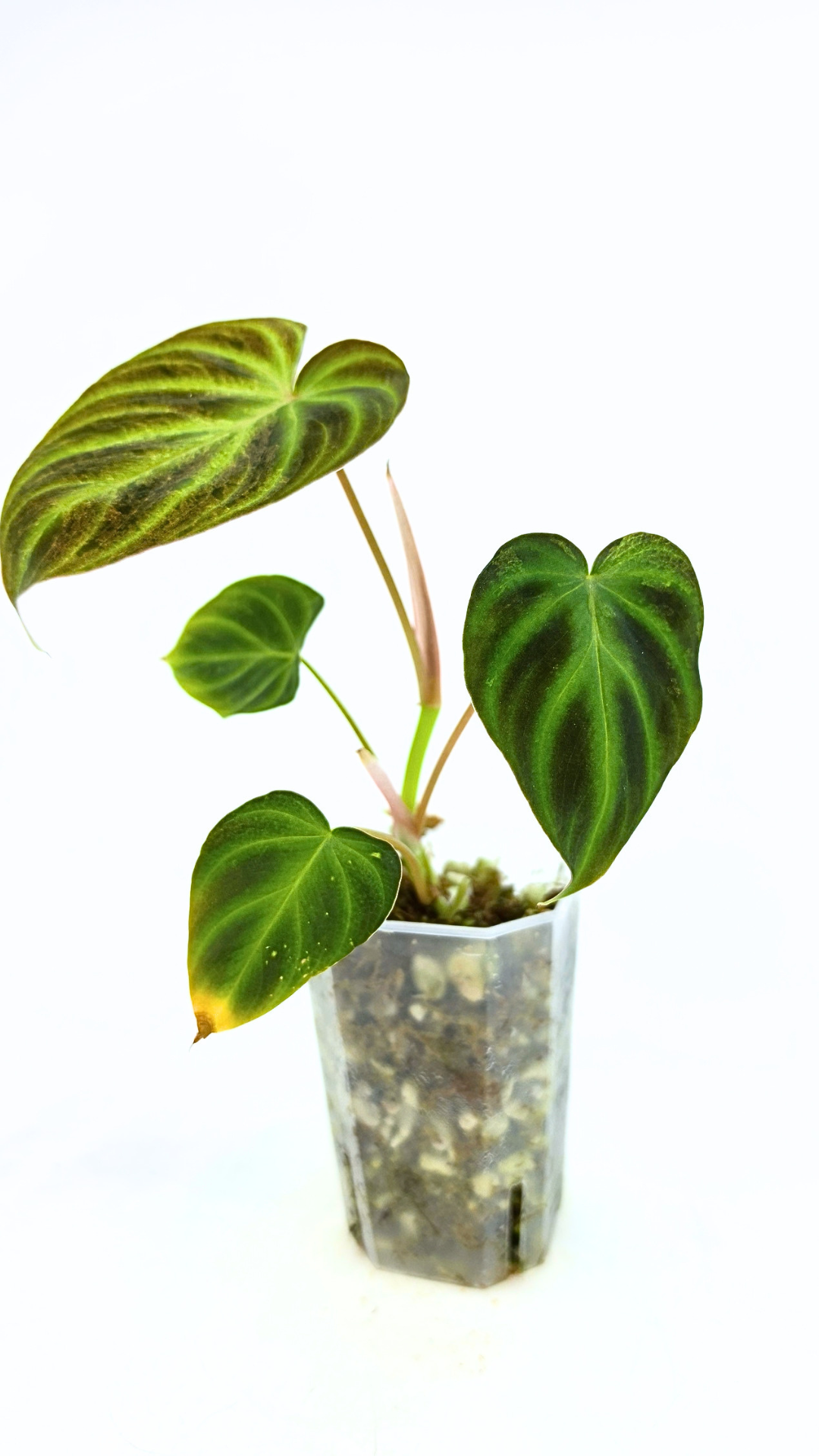 Rare indoor plant Philodendron Verrucusom Mint Variegated available for sale at rare house plant shop The Leaf Gallery in Perth, Western Australia