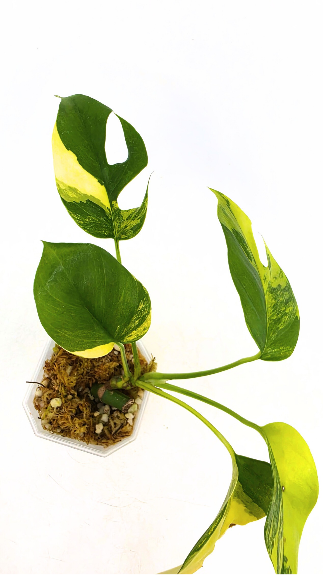 Rare indoor plant Raphidophora Tetrasperma Aurea for sale by rare plant shop The Leaf Gallery in Perth