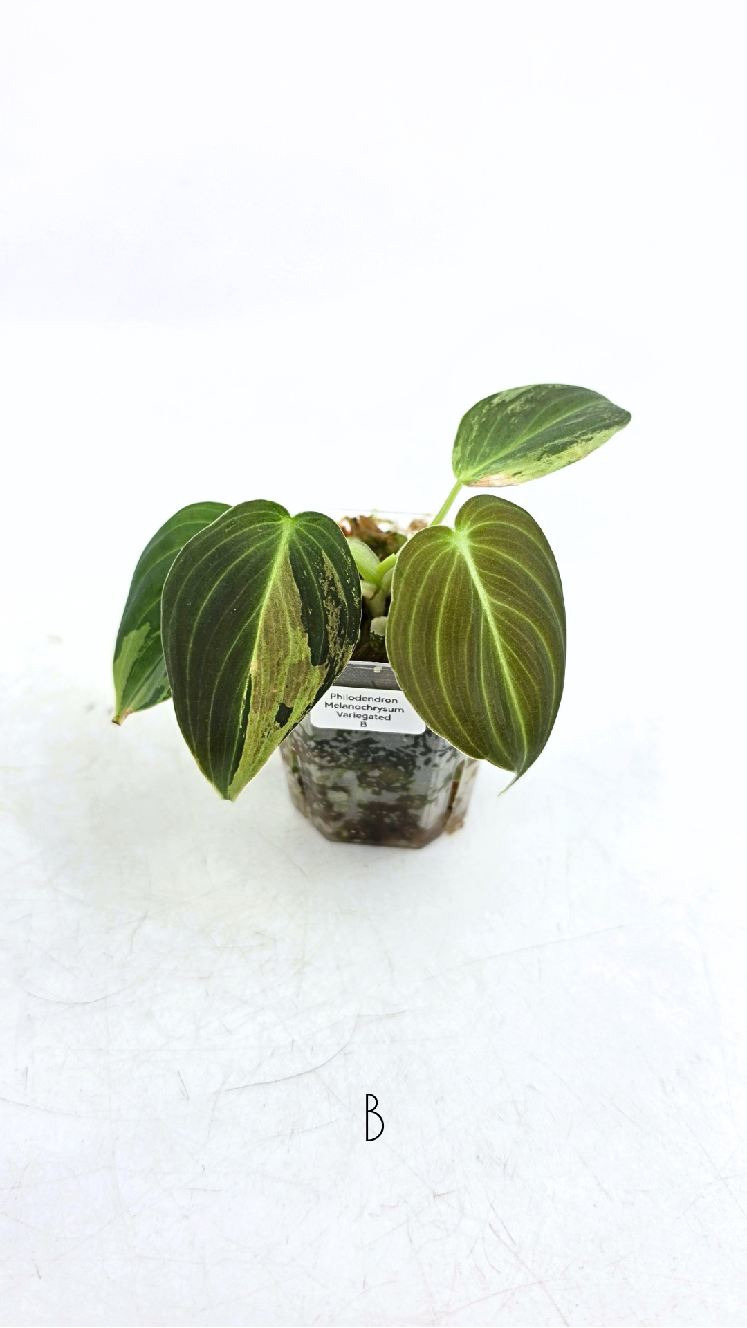 Rare plant Philodendron Melanochrysum Varigated available for sale at rare plant shop The Leaf Gallery in Perth, Western Australia