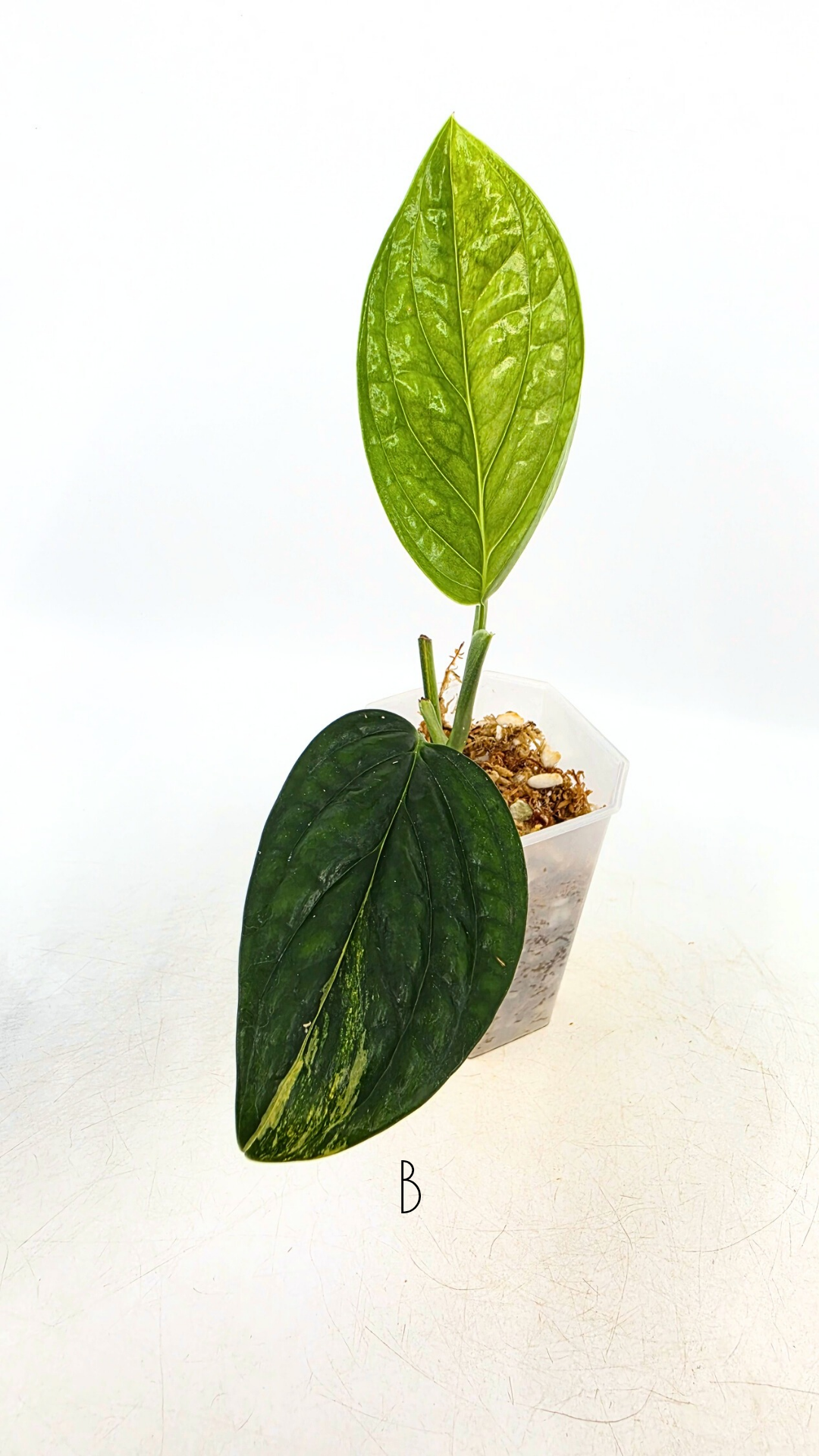 Rare indoor plant Monstera Peru Karstenianum Varigated at rare plant shop The Leaf Gallery in Perth, Western Australia