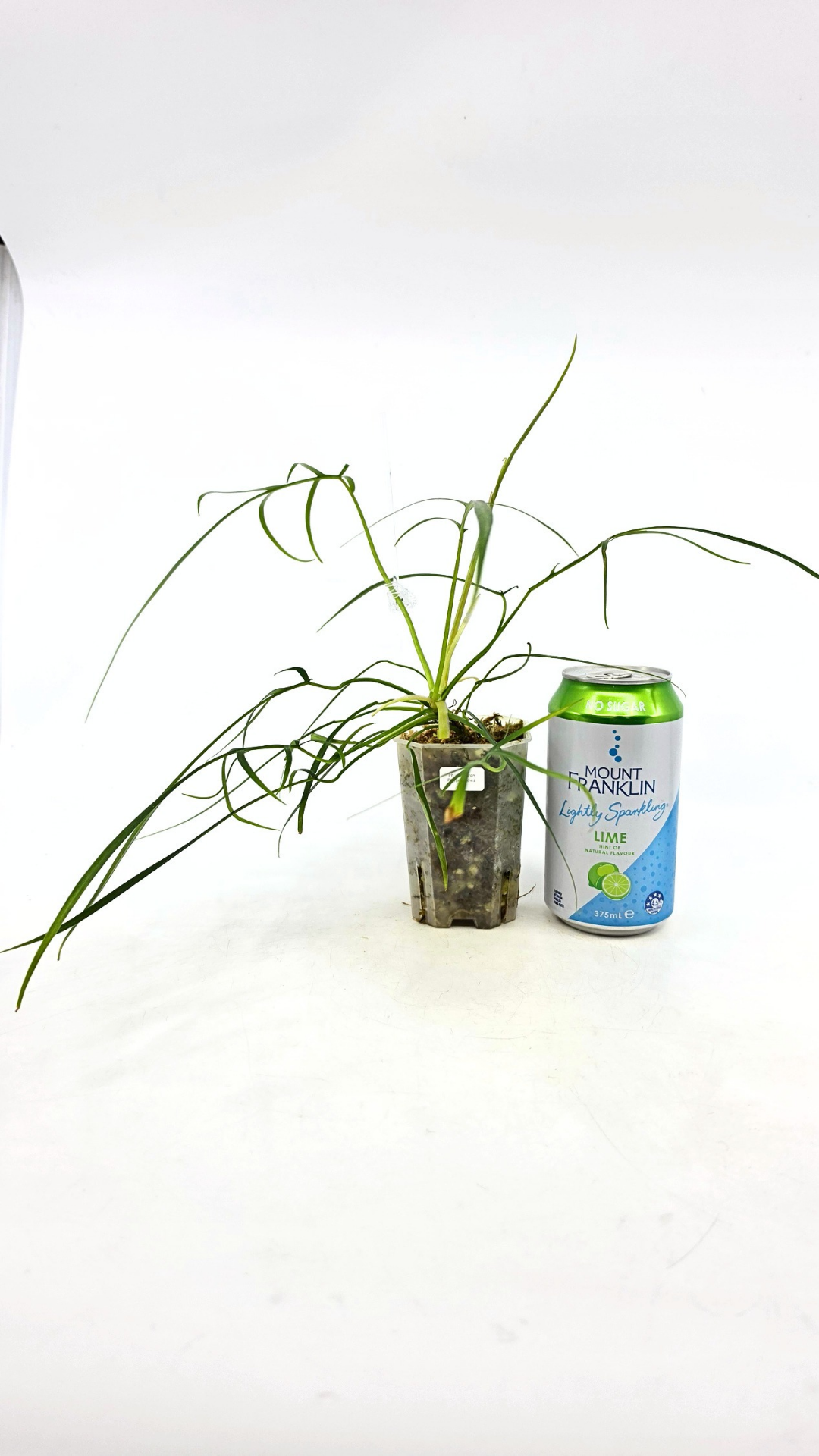 Rare indoor plant Philodendron Polypodioides available for sale at rare house plant shop The Leaf Gallery in Perth, Western Australia