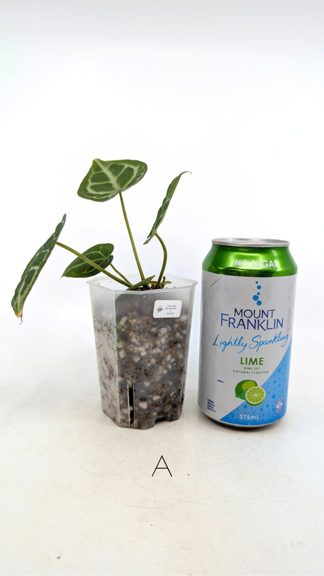 Rare anthurium hybrid Anthurium red dorayaki mutation with Anthurium Michelle by The Leaf Gallery in Perth, Western Australia