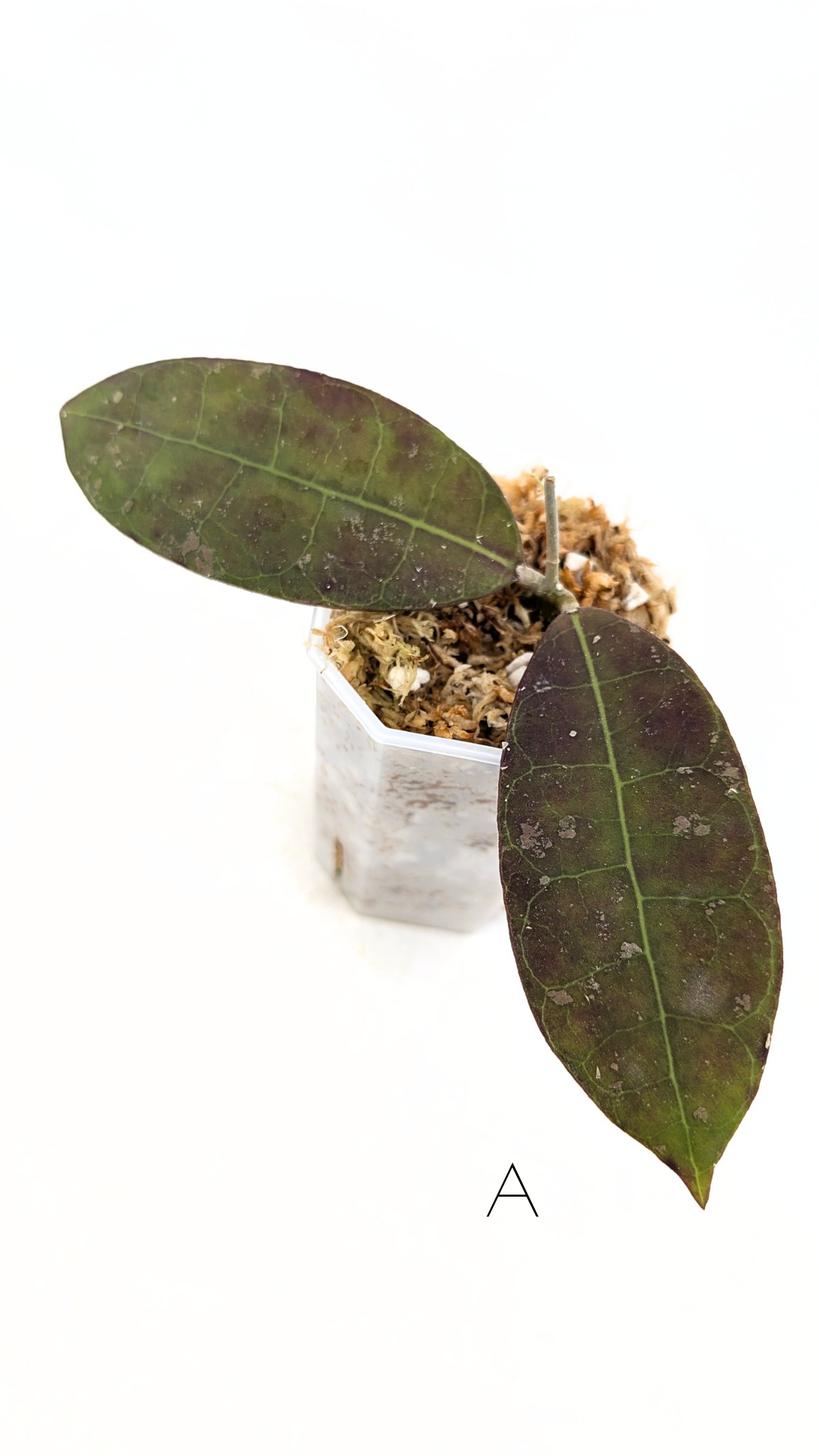 Rare waxplant Hoya Aff Lambii available for sale at rare indoor plant shop The Leaf Gallery in Perth, Western Australia.