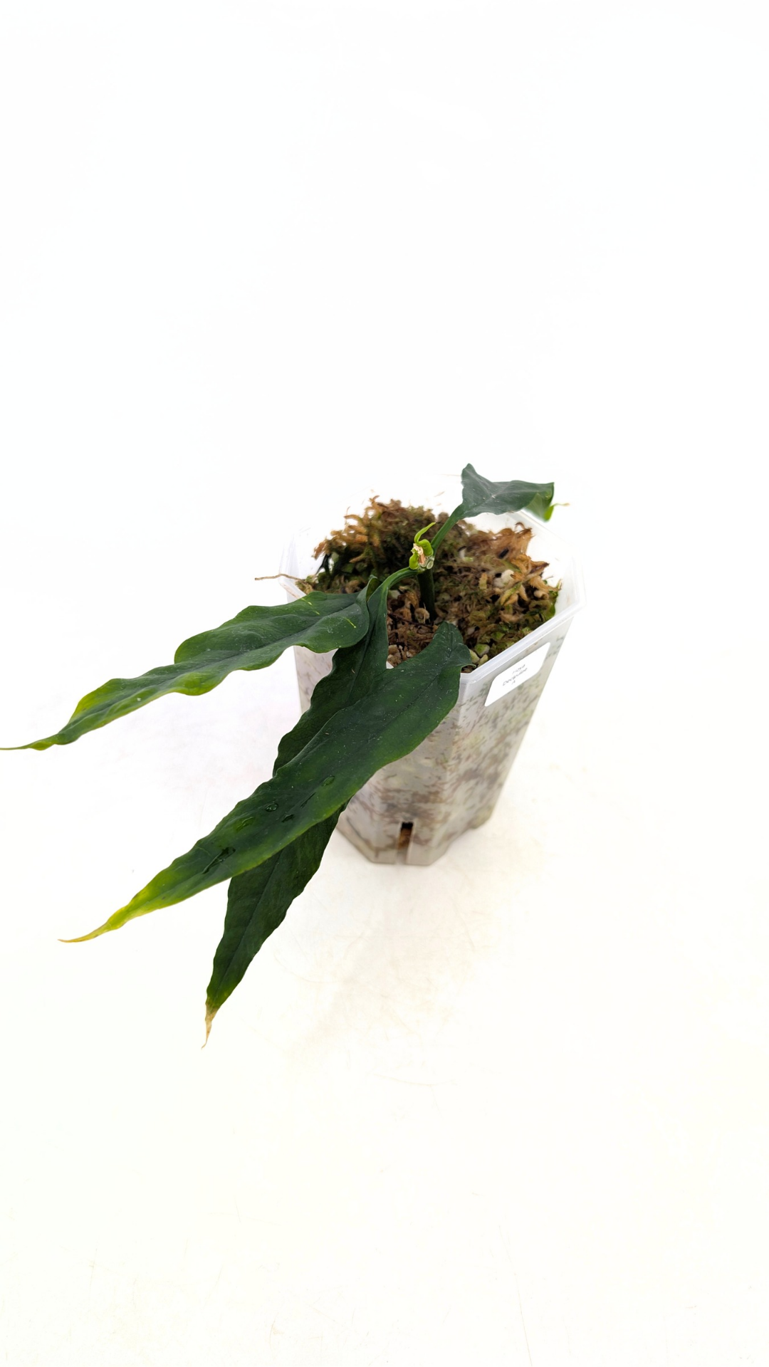 Rare waxplant Hoya Decipulae available for sale at rare indoor plant shop The Leaf Gallery in Perth, Western Australia