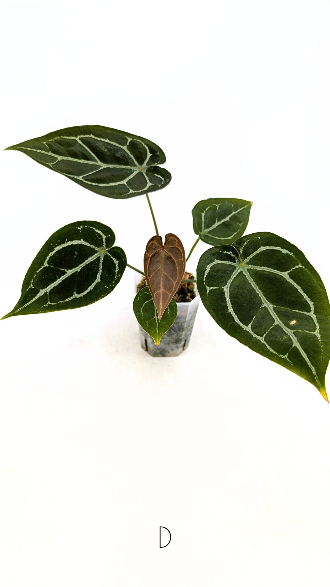 Rare anthurium hybrid Anthurium Dark Forgetii x Bessae Aff X Anthurium Michelle by The Leaf Gallery in Perth, Western Australia