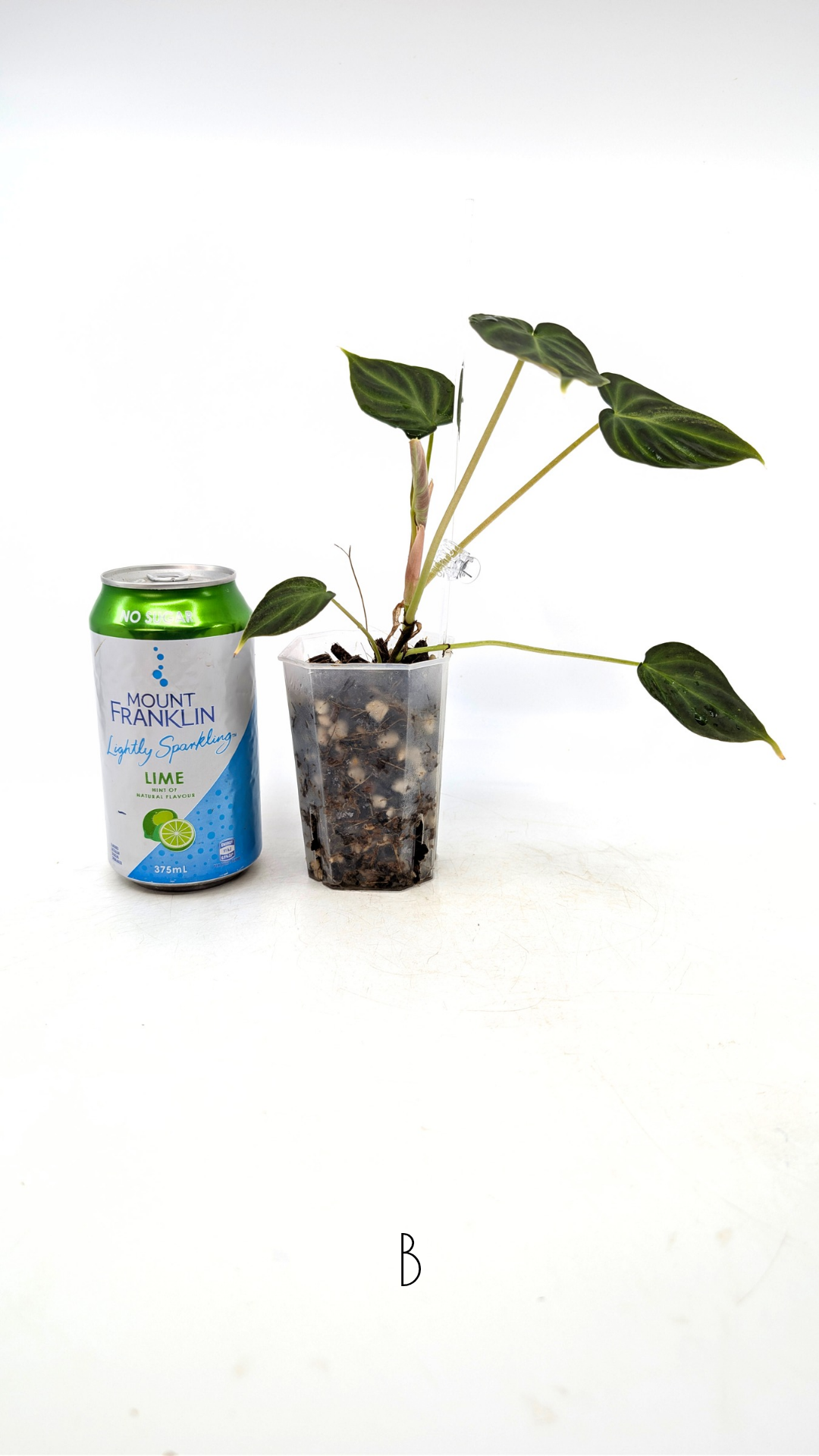 Rare indoor plant Philodendron Verrucusom Mint Variegated available for sale at rare house plant shop The Leaf Gallery in Perth, Western Australia