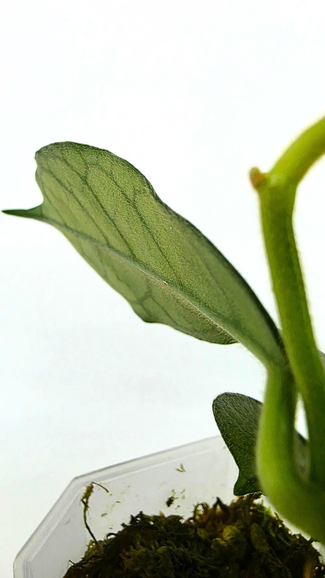 Rare waxplant Hoya Globulosa Cao Bang available for sale at rare plant shop The Leaf Gallery in Perth, Western Australia